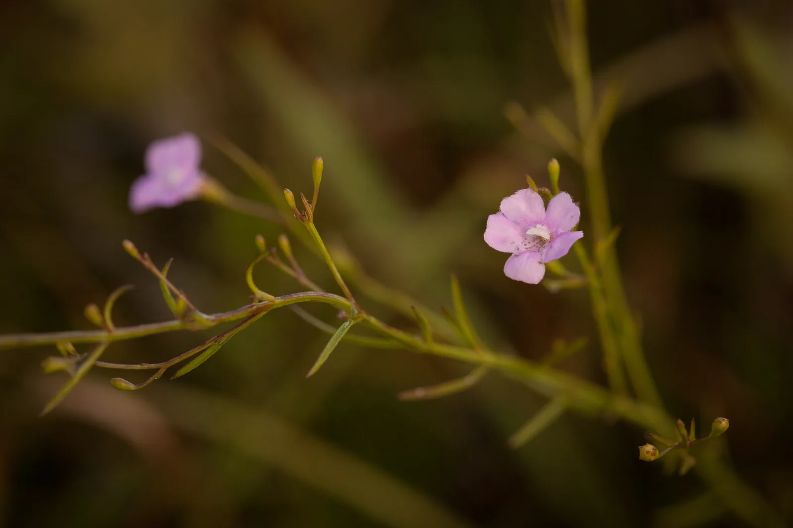 Roundstem False Foxglove