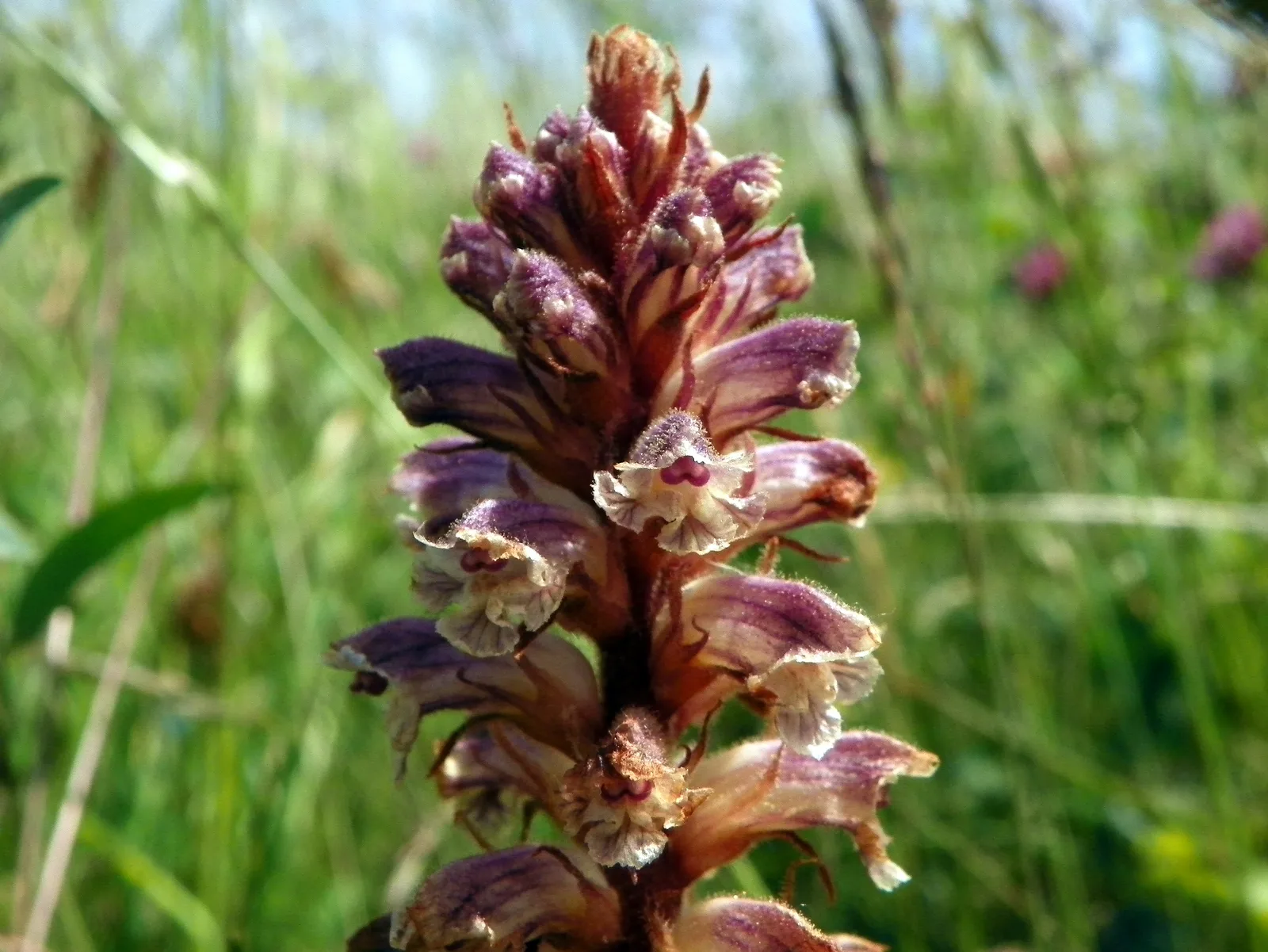 Common Broomrape (Orobanche minor)