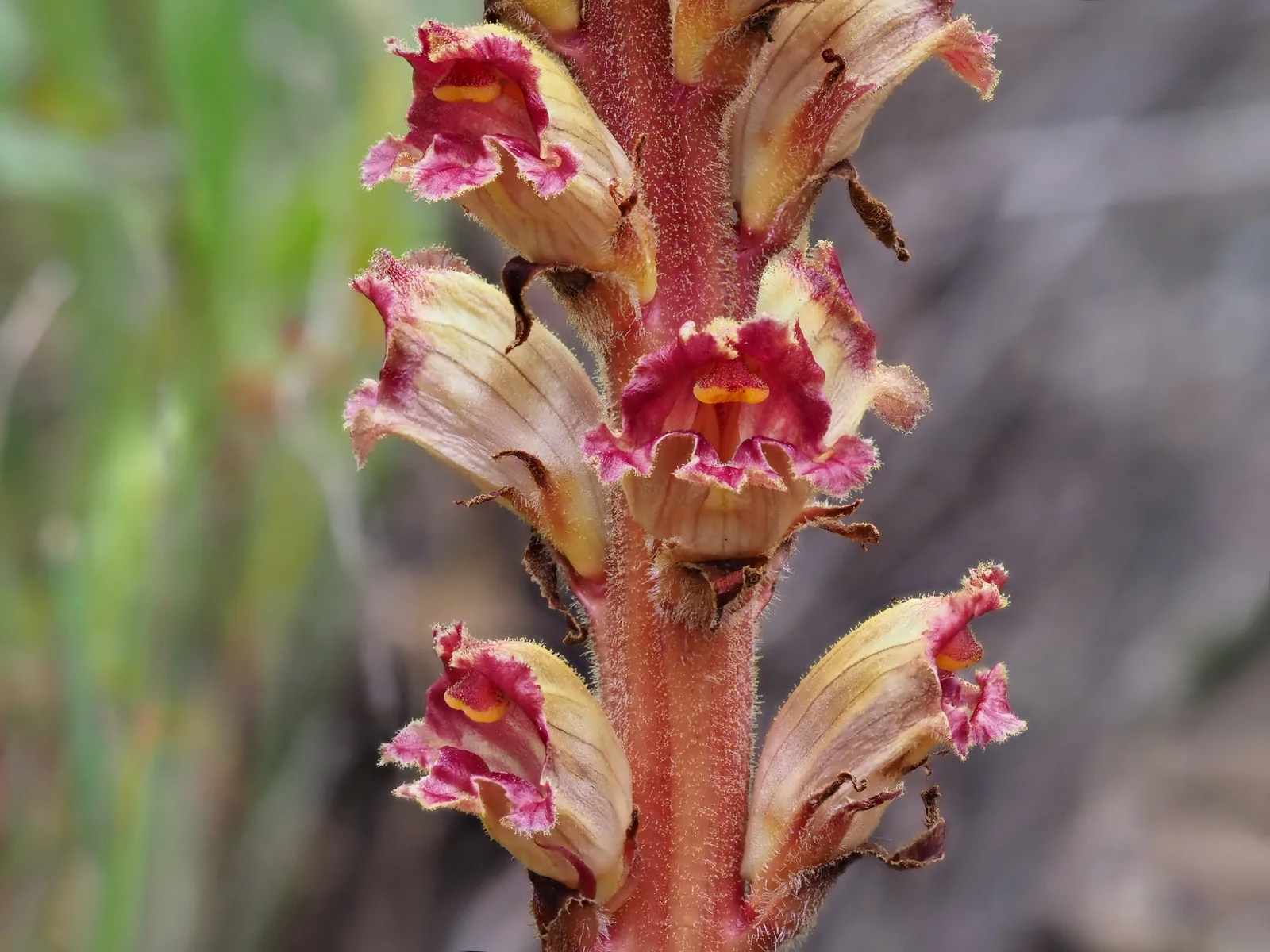Greater Broomrape (Orobanche rapum-genistae)
