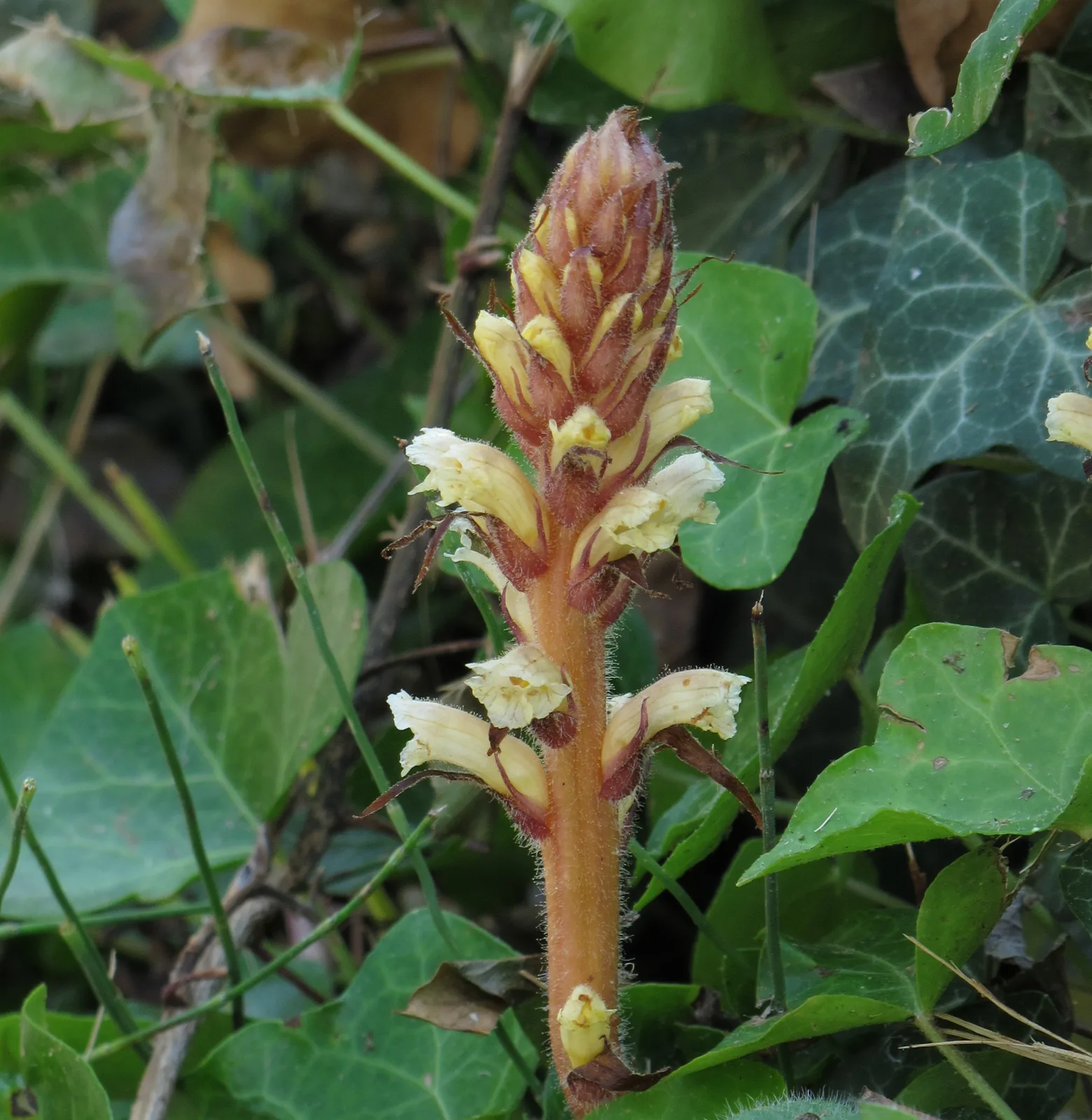 Ivy Broomrape (Orobanche hederae)