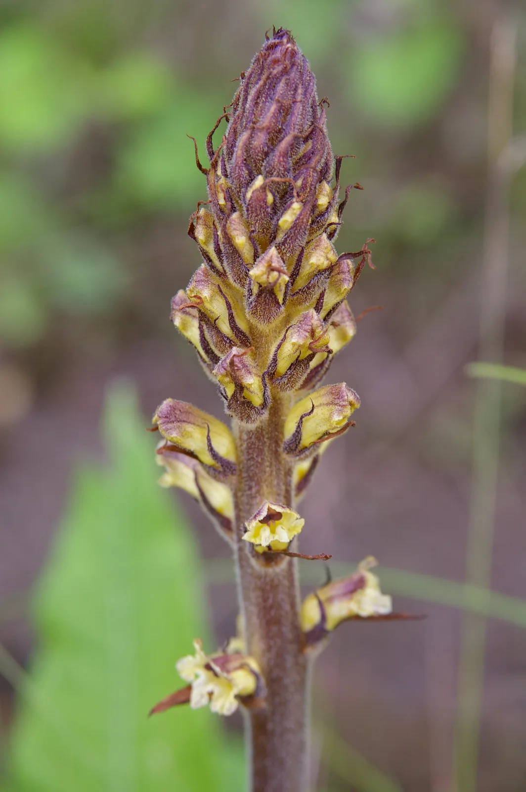 Thistle Broomrape