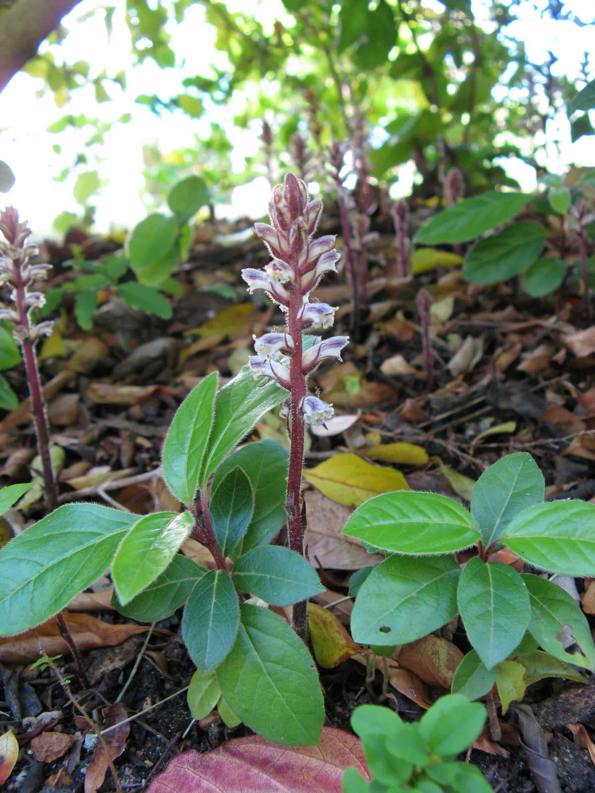 Hemp Broomrape