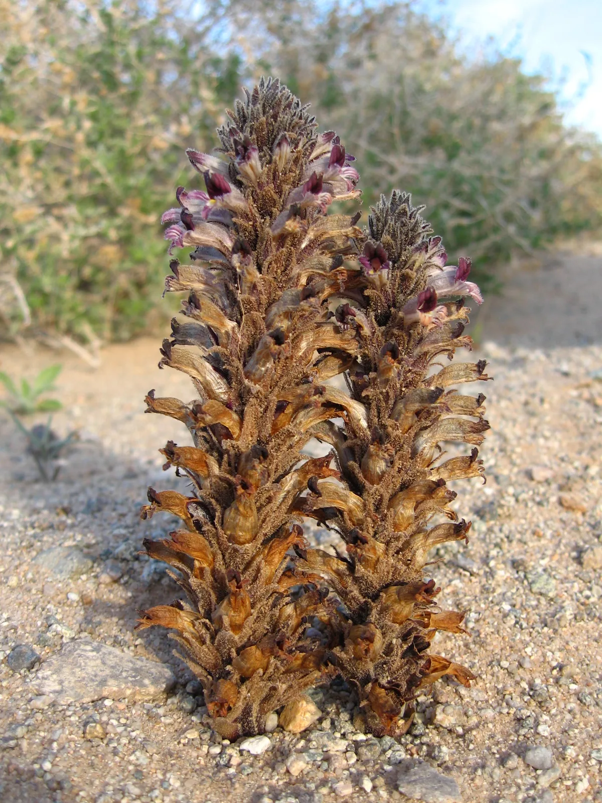Desert Broomrape