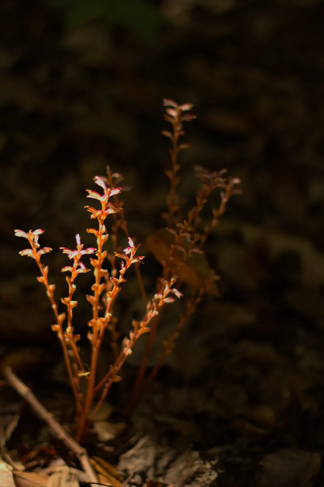 Beechdrops (Epifagus virginiana)