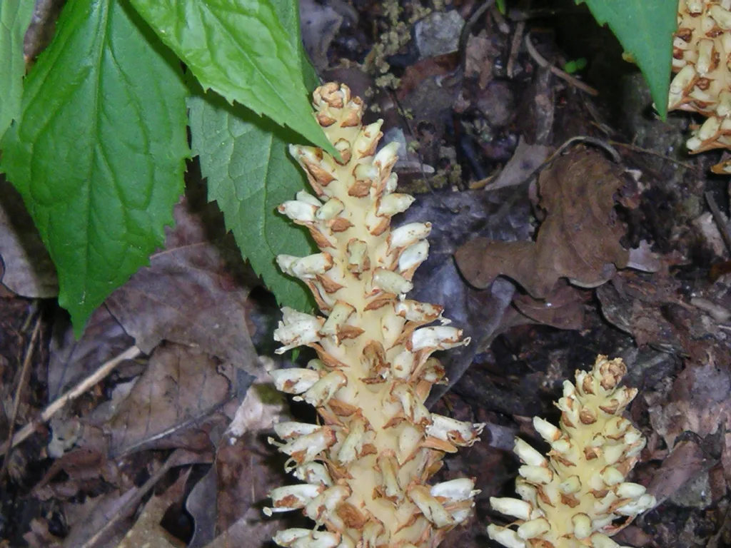 Squawroot