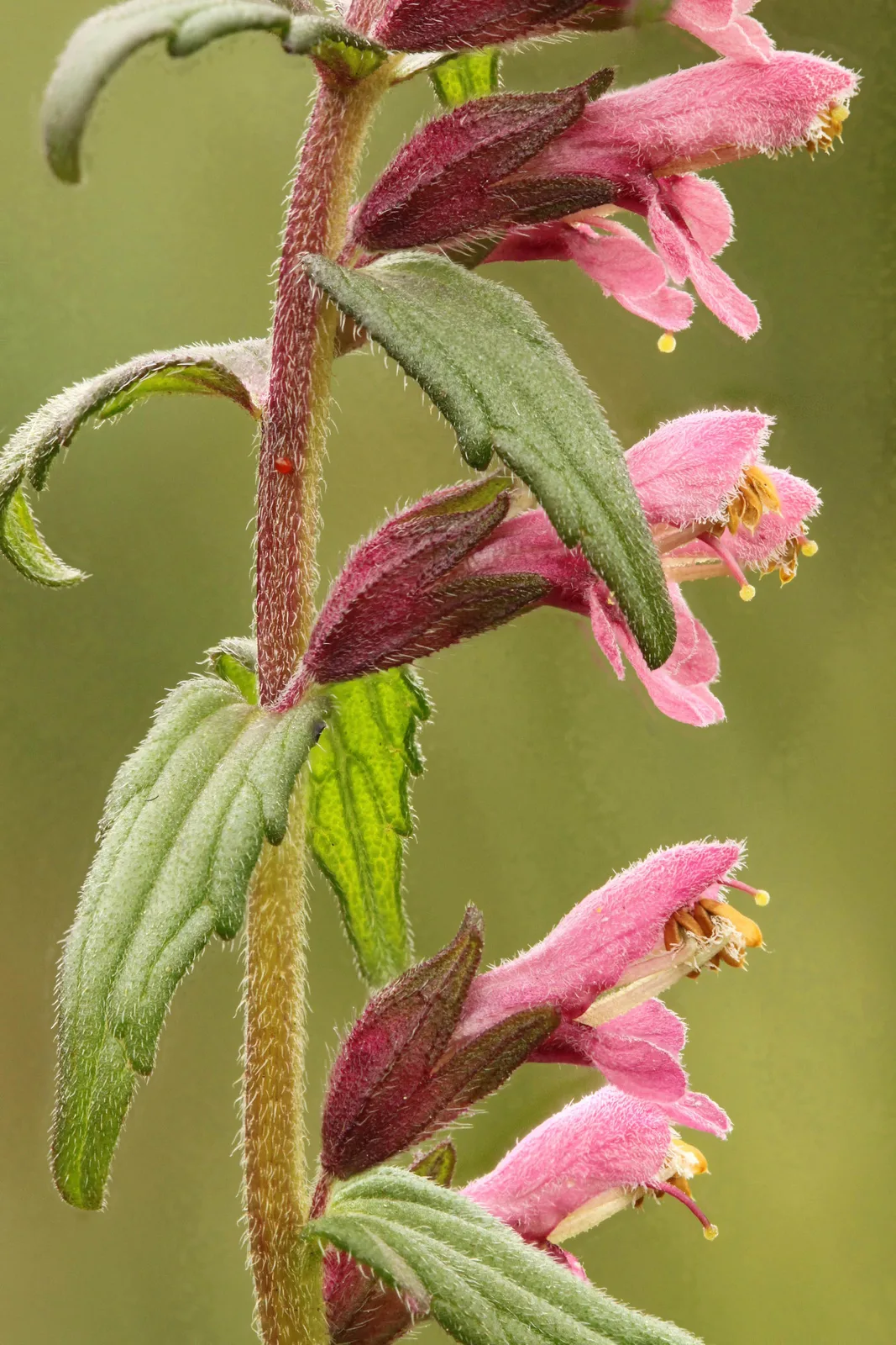 Red Bartsia (Odontites vernus)