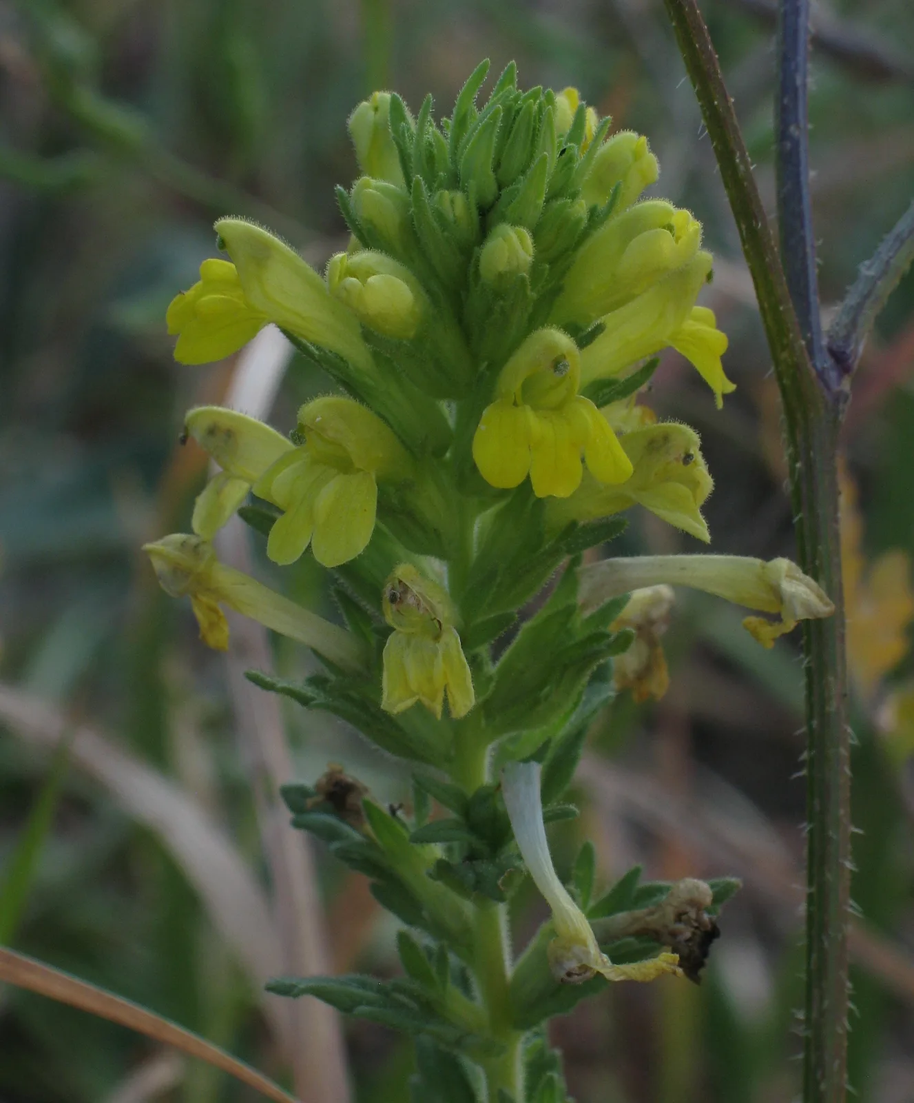 Yellow Bartsia