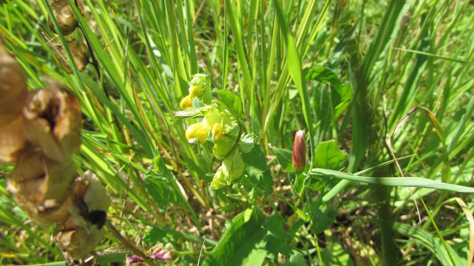 Yellow Rattle (Rhinanthus minor)