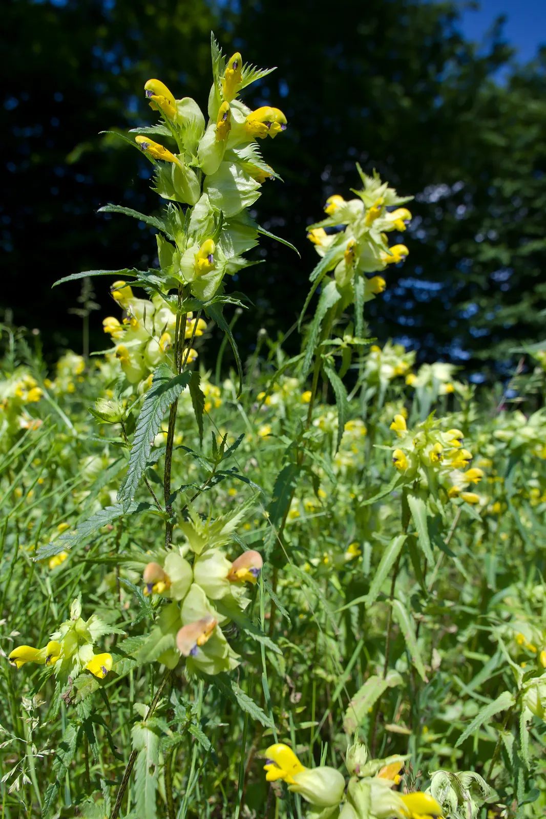 Greater Yellow Rattle (Rhinanthus angustifolius)