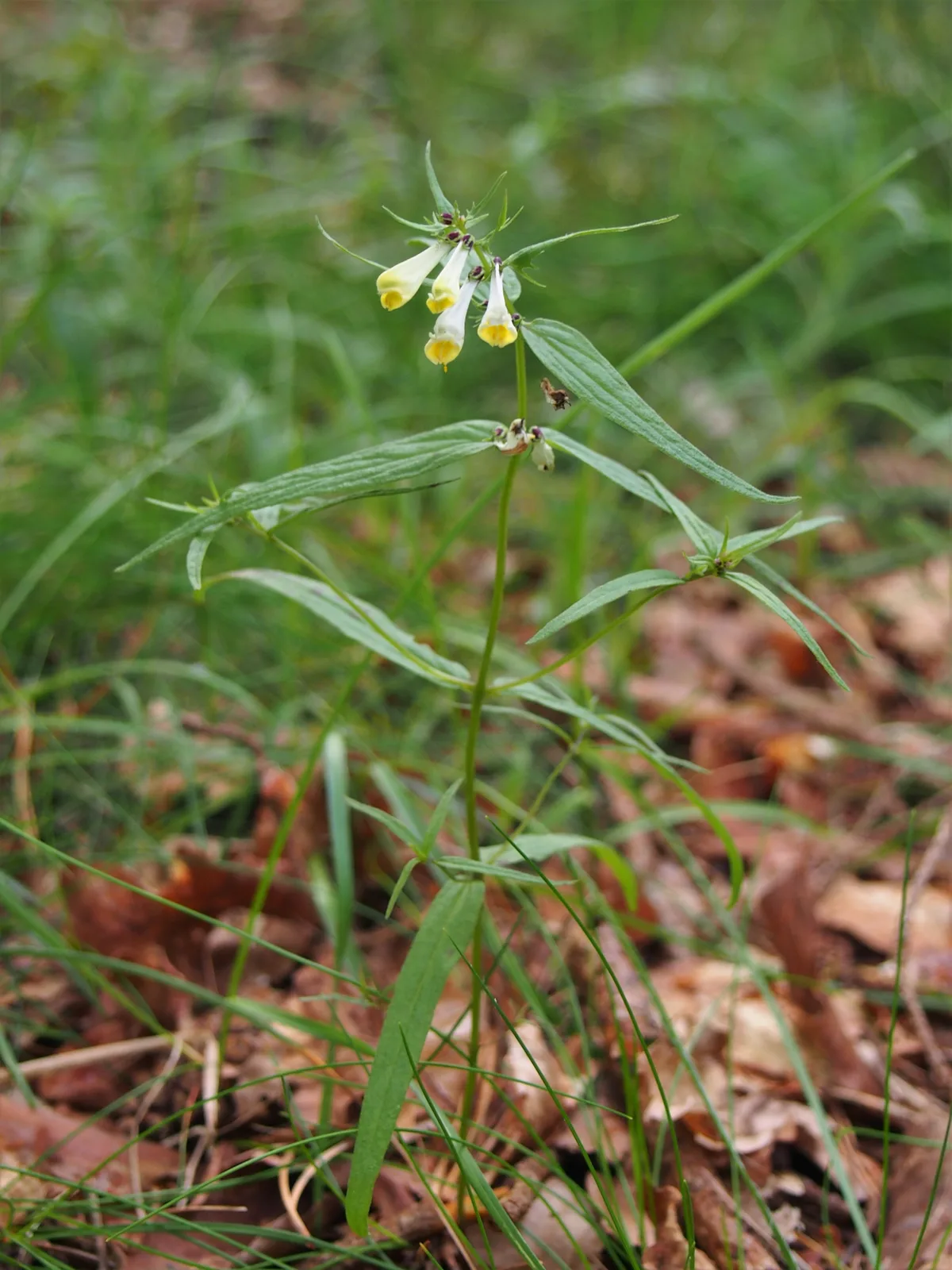 Common Cow Wheat (Melampyrum pratense)