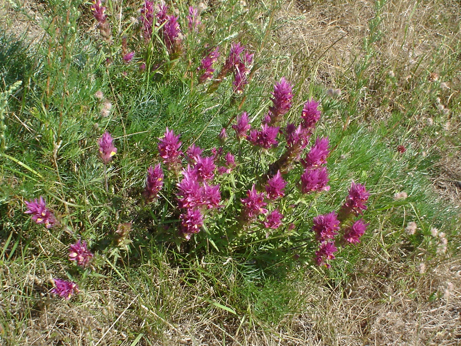 Field Cow Wheat (Melampyrum arvense)