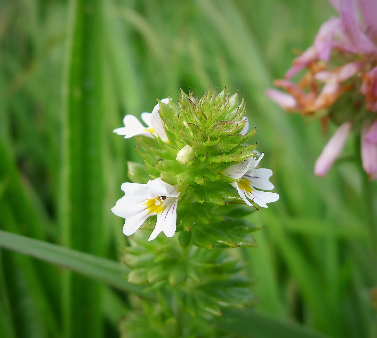Common Eyebright