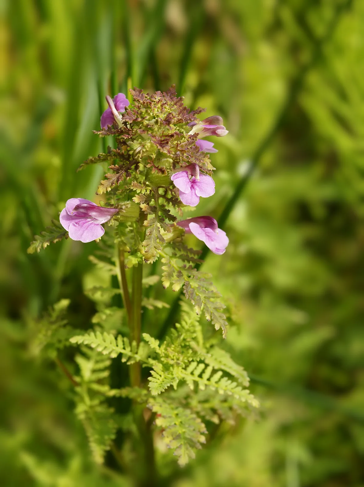 Marsh Lousewort (Pedicularis palustris)