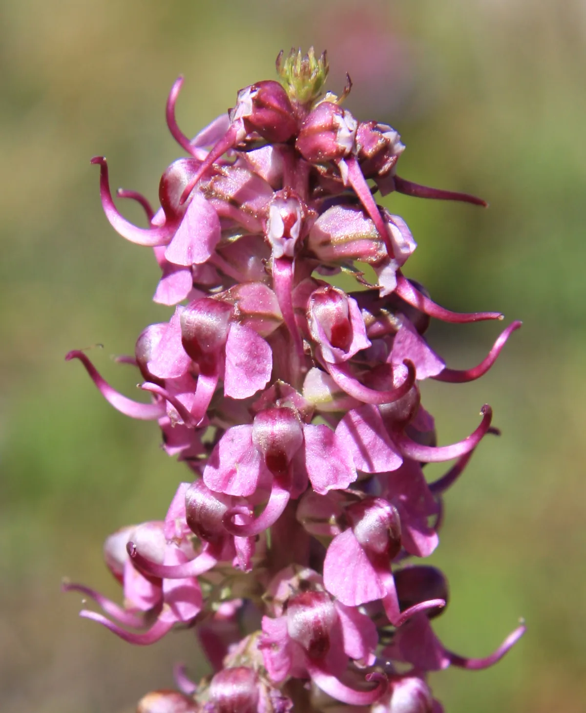Elephant Head (Pedicularis groenlandica)