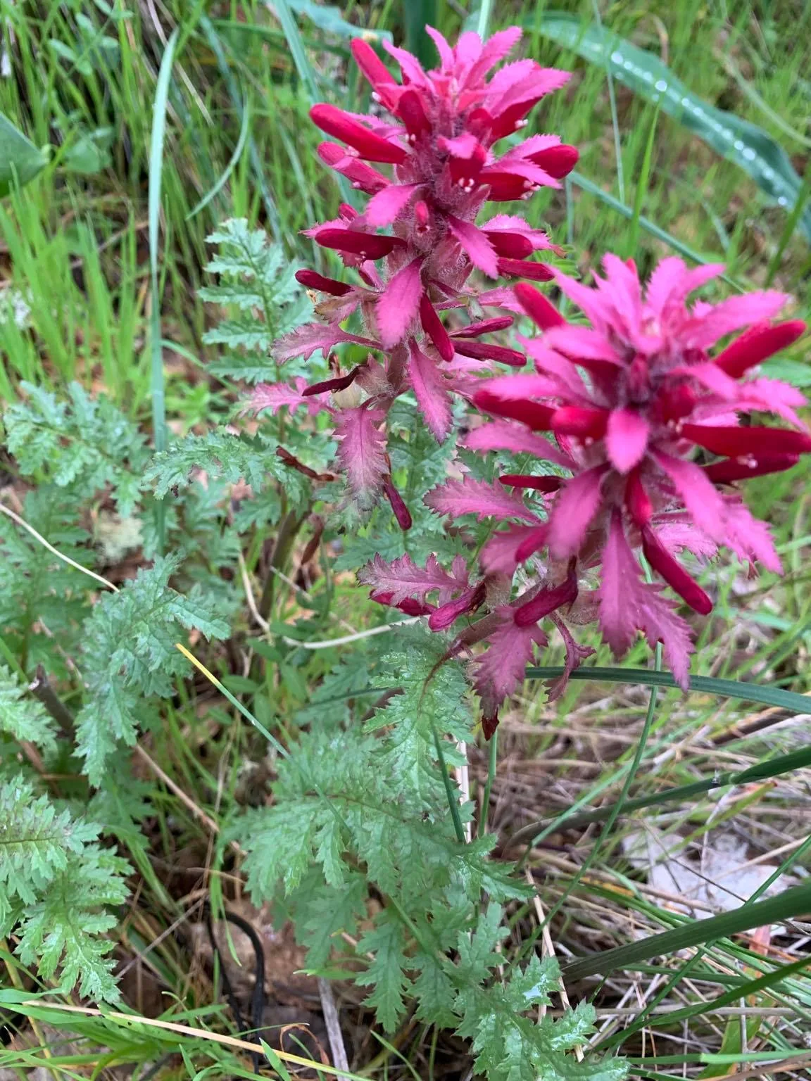 Indian Warrior (Pedicularis densiflora)