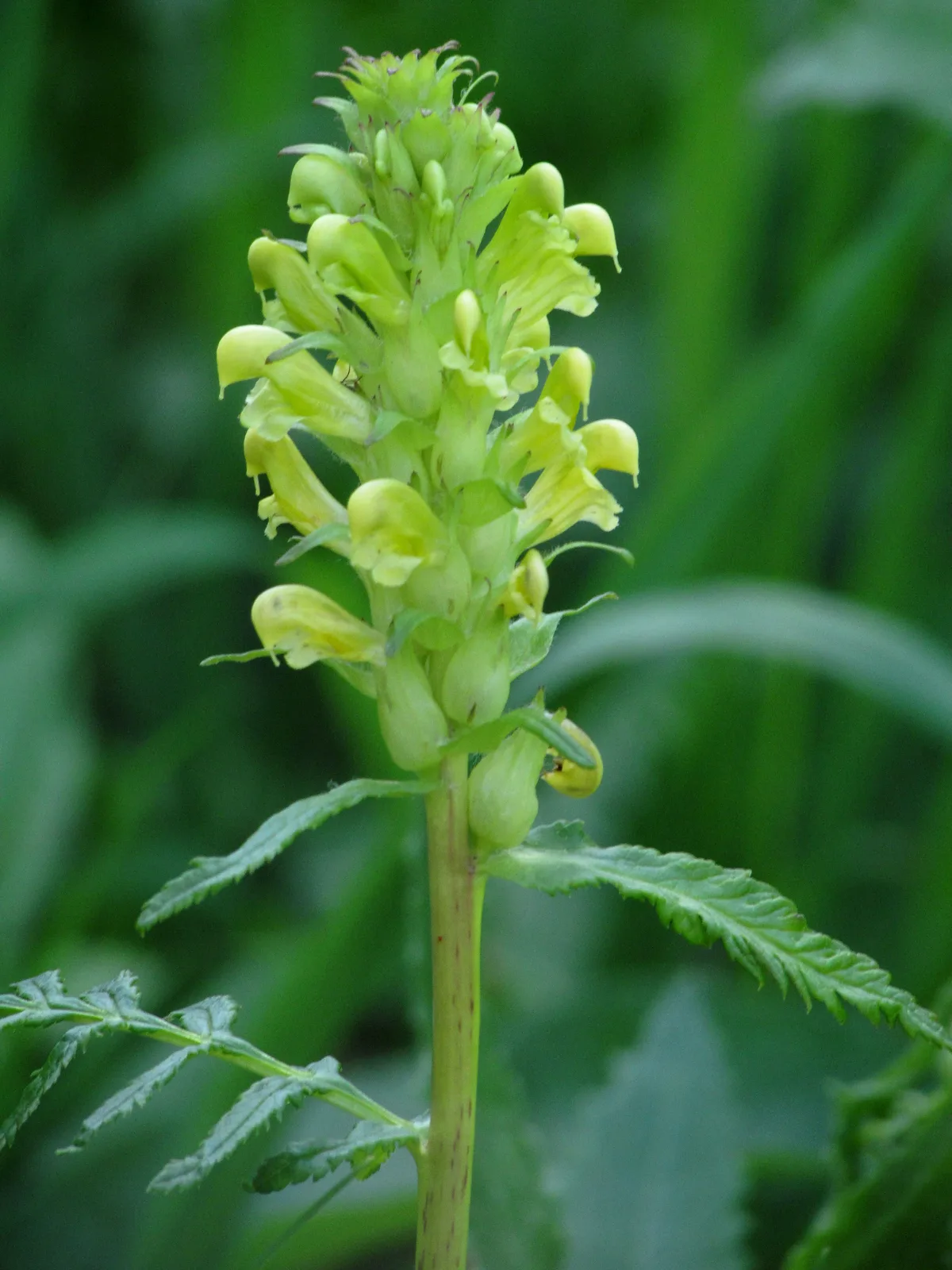 Bracted Lousewort (Pedicularis bracteosa)