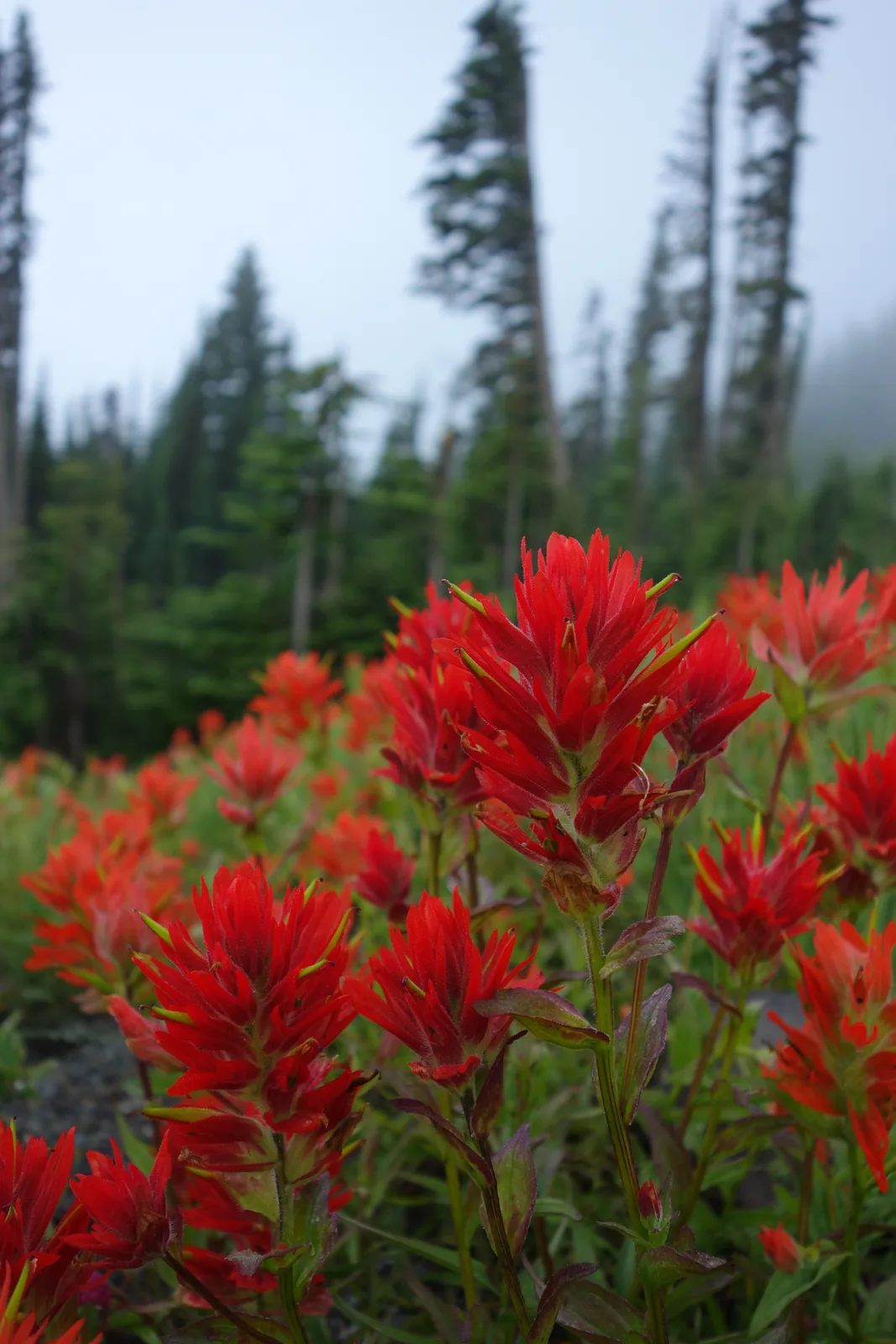 Scarlet Paintbrush