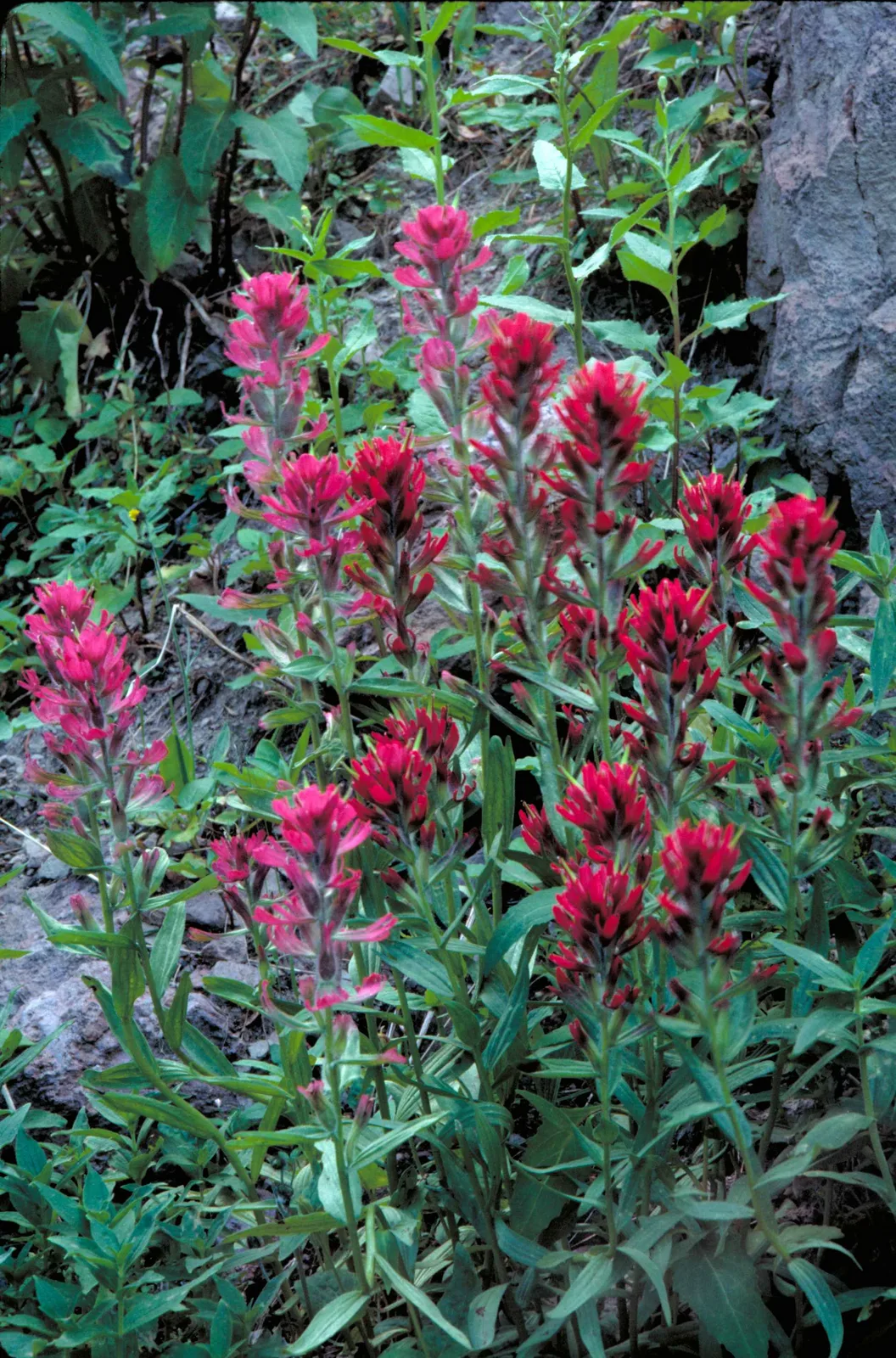 Wyoming Paintbrush (Castilleja linariifolia)