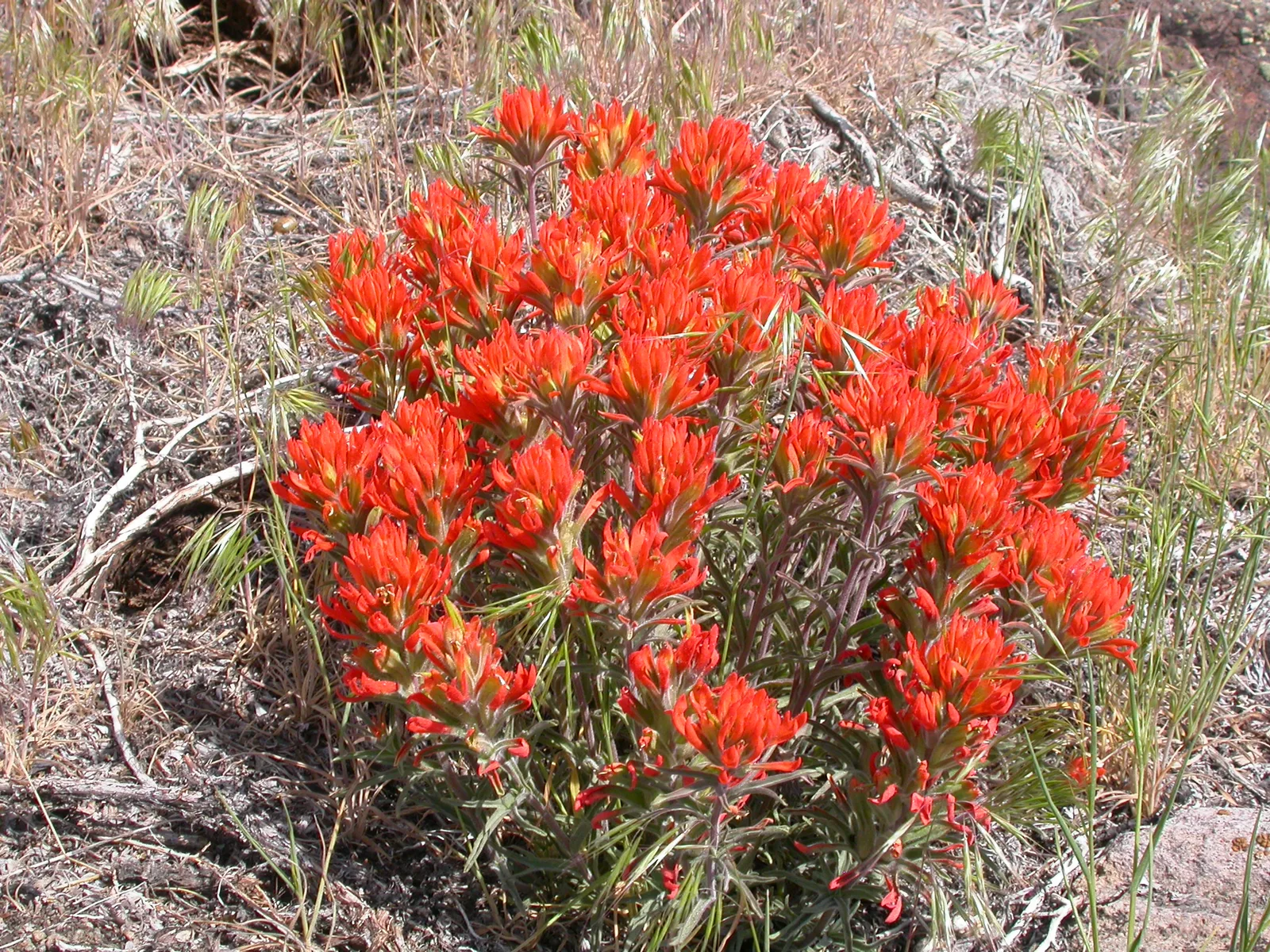 Desert Paintbrush (Castilleja chromosa)