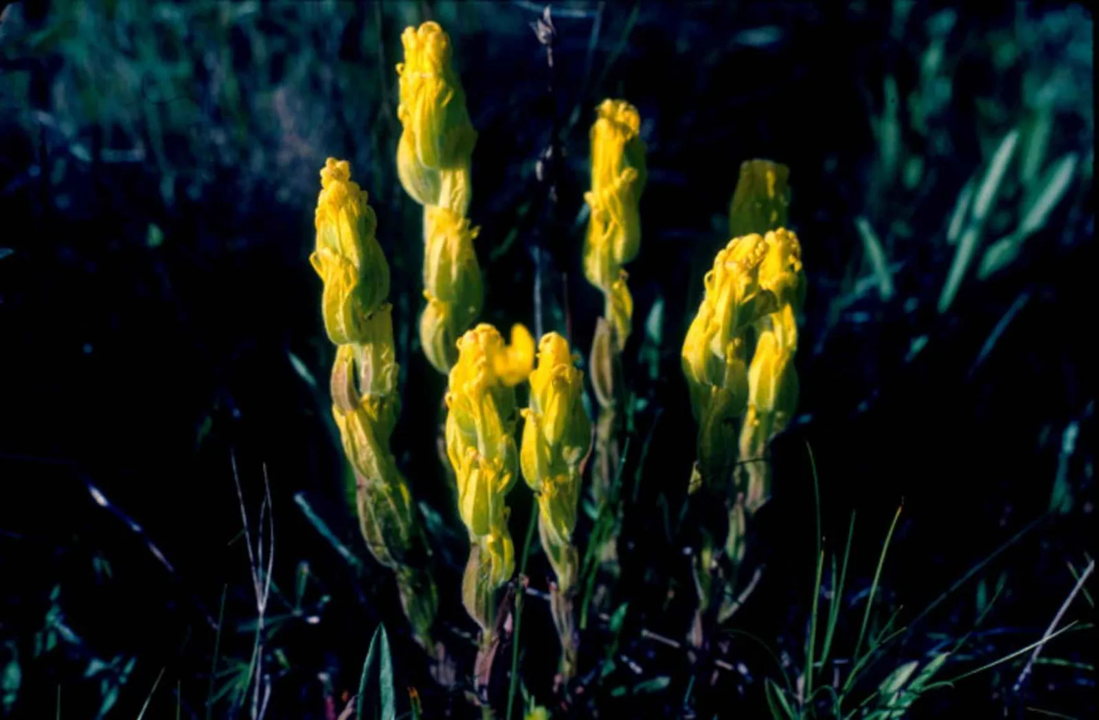 Golden Paintbrush (Castilleja levisecta)