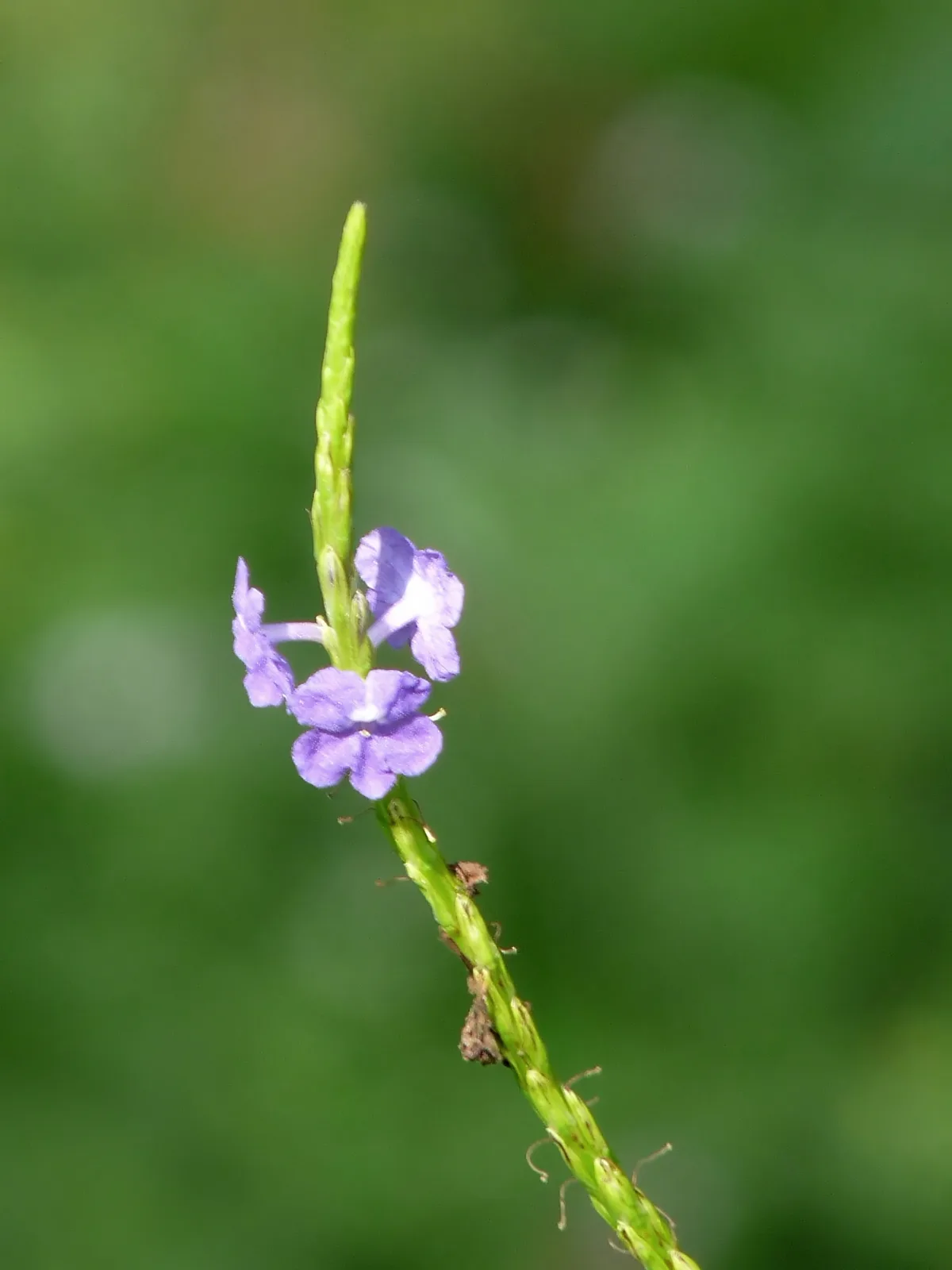 Blue Porterweed (Stachytarpheta jamaicensis)