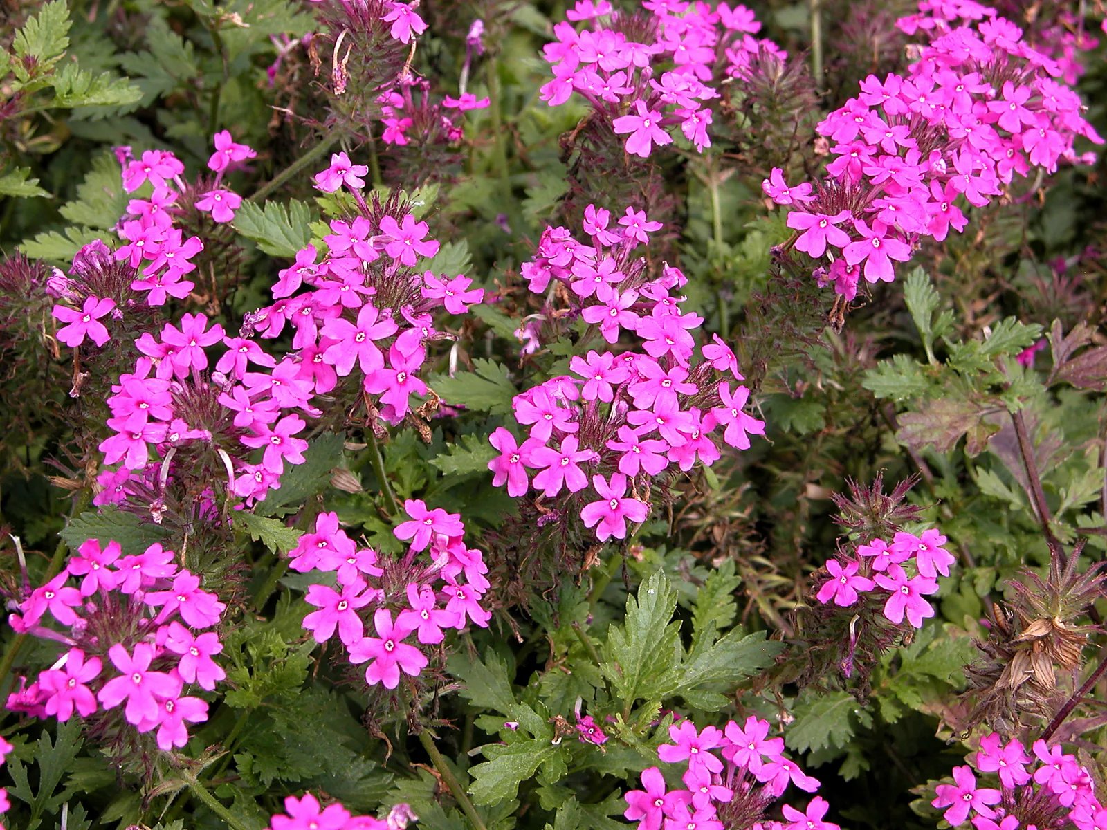 Rose Vervain (Glandularia canadensis)