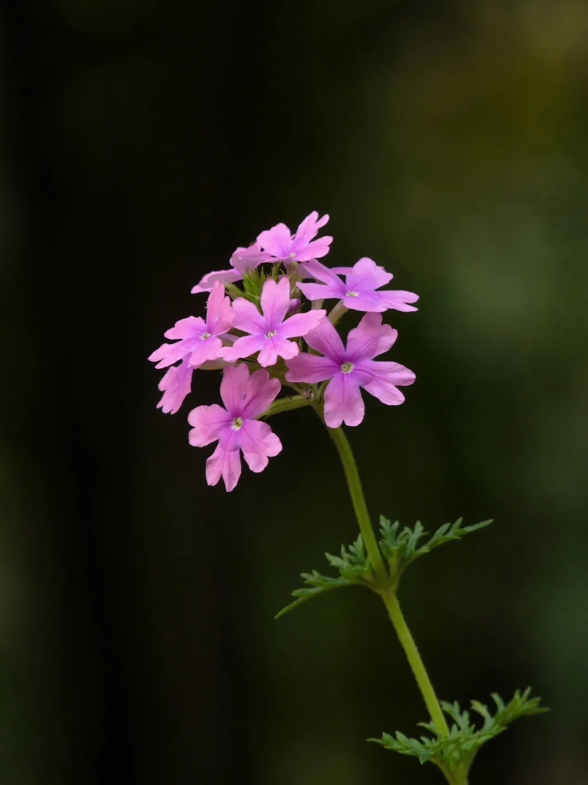 Moss Verbena (Glandularia pulchella)