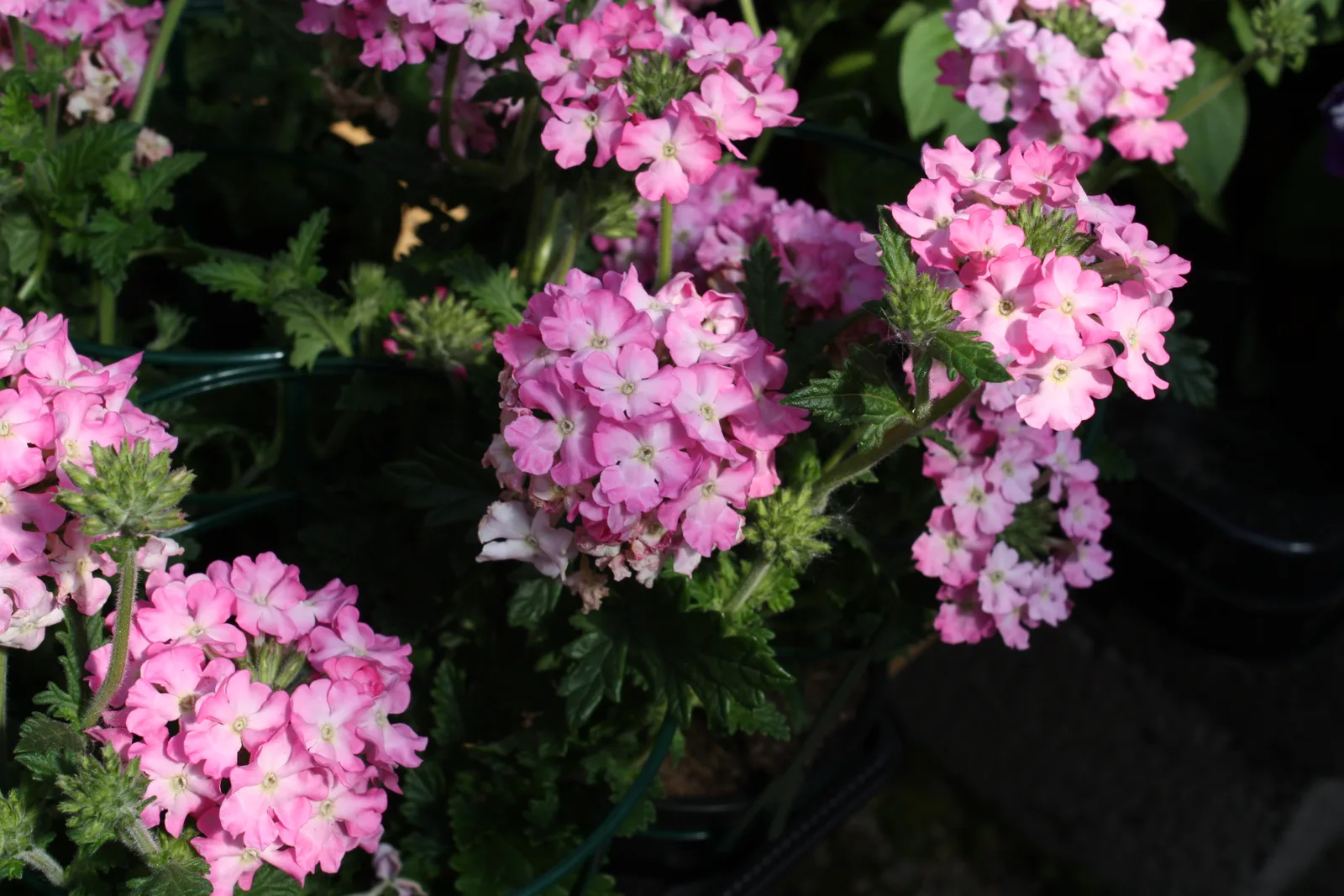 Dakota Vervain (Glandularia bipinnatifida)