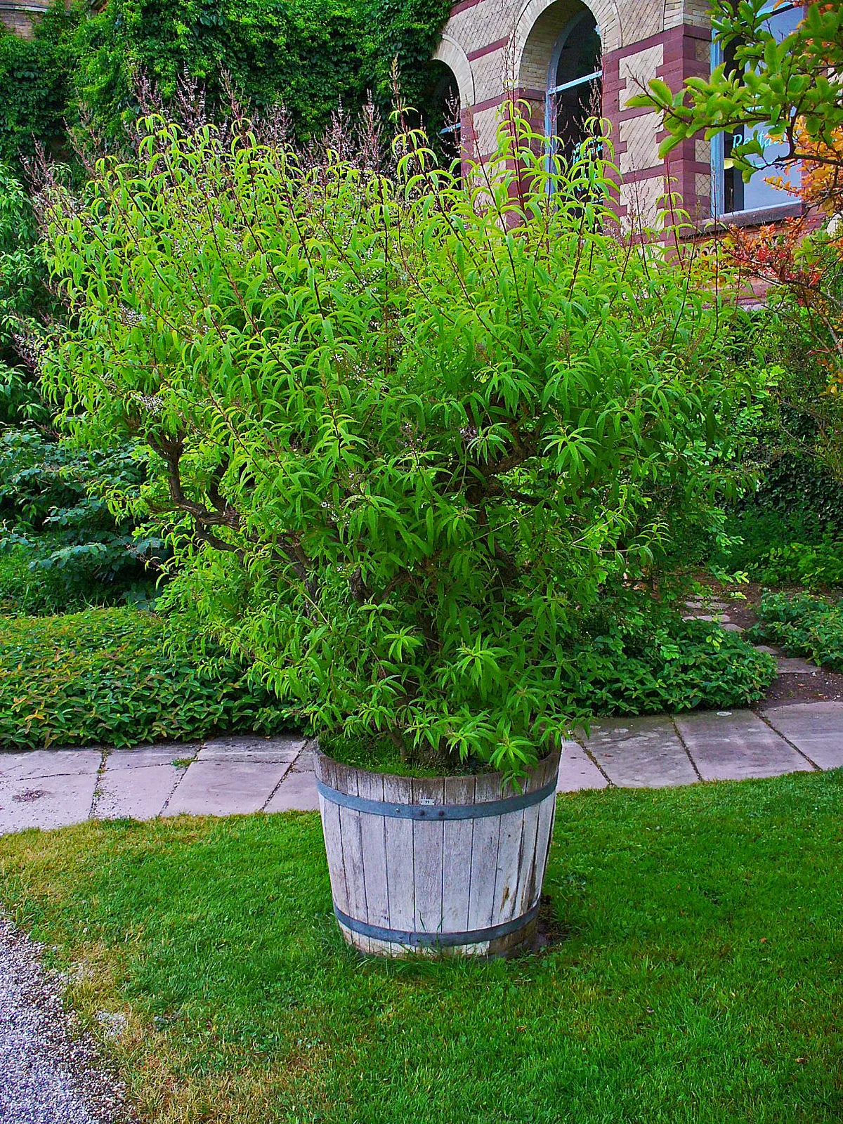 Lemon Verbena (Aloysia citrodora)