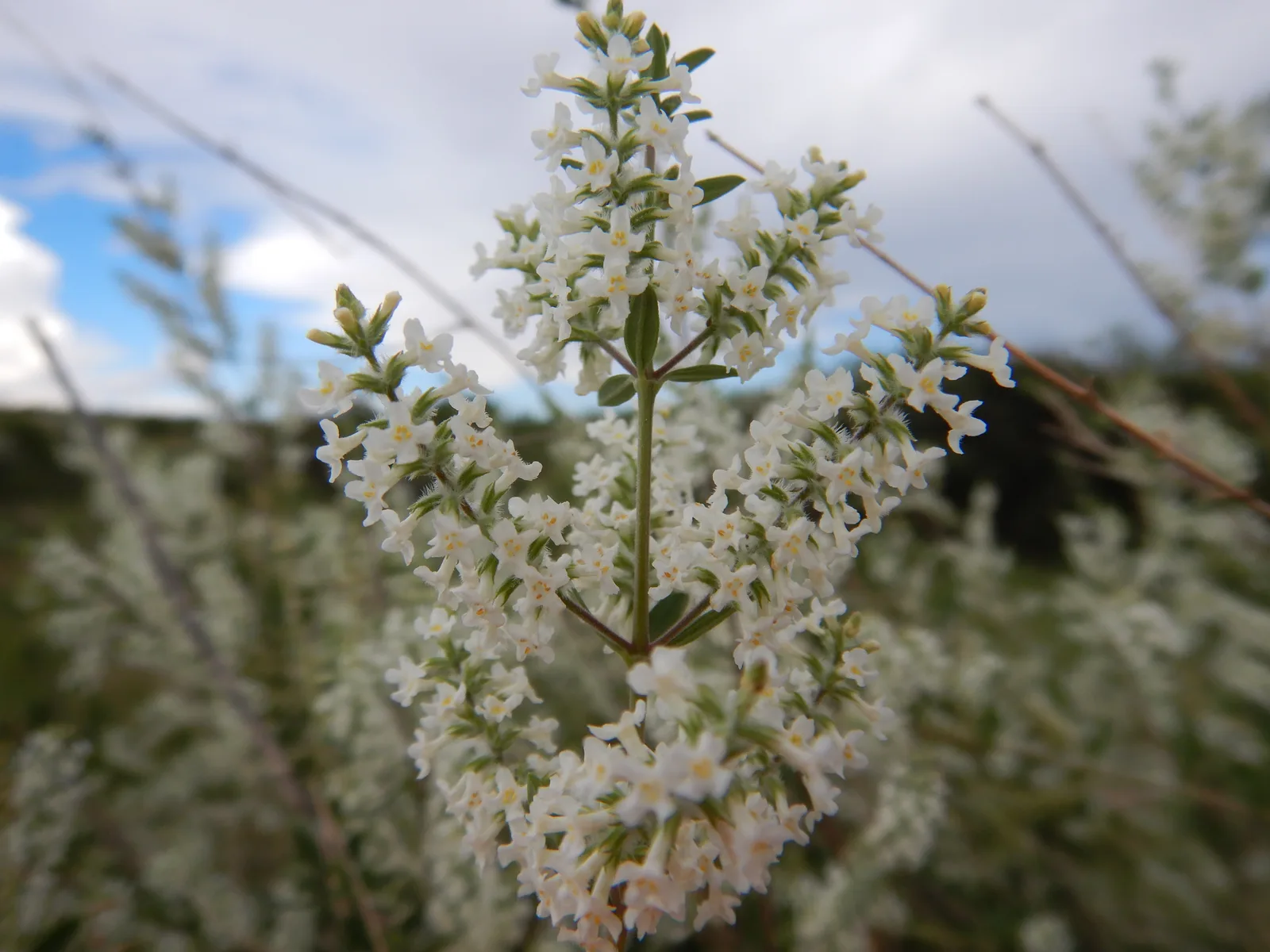 Whitebrush (Aloysia gratissima)