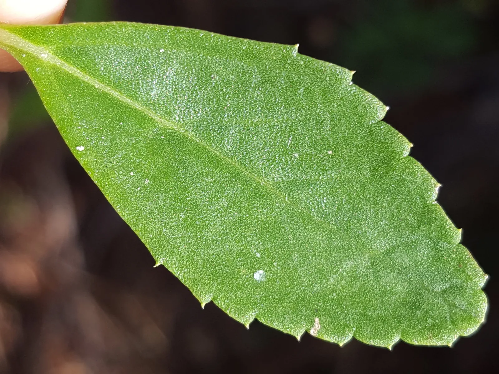 Frogfruit (Phyla nodiflora)