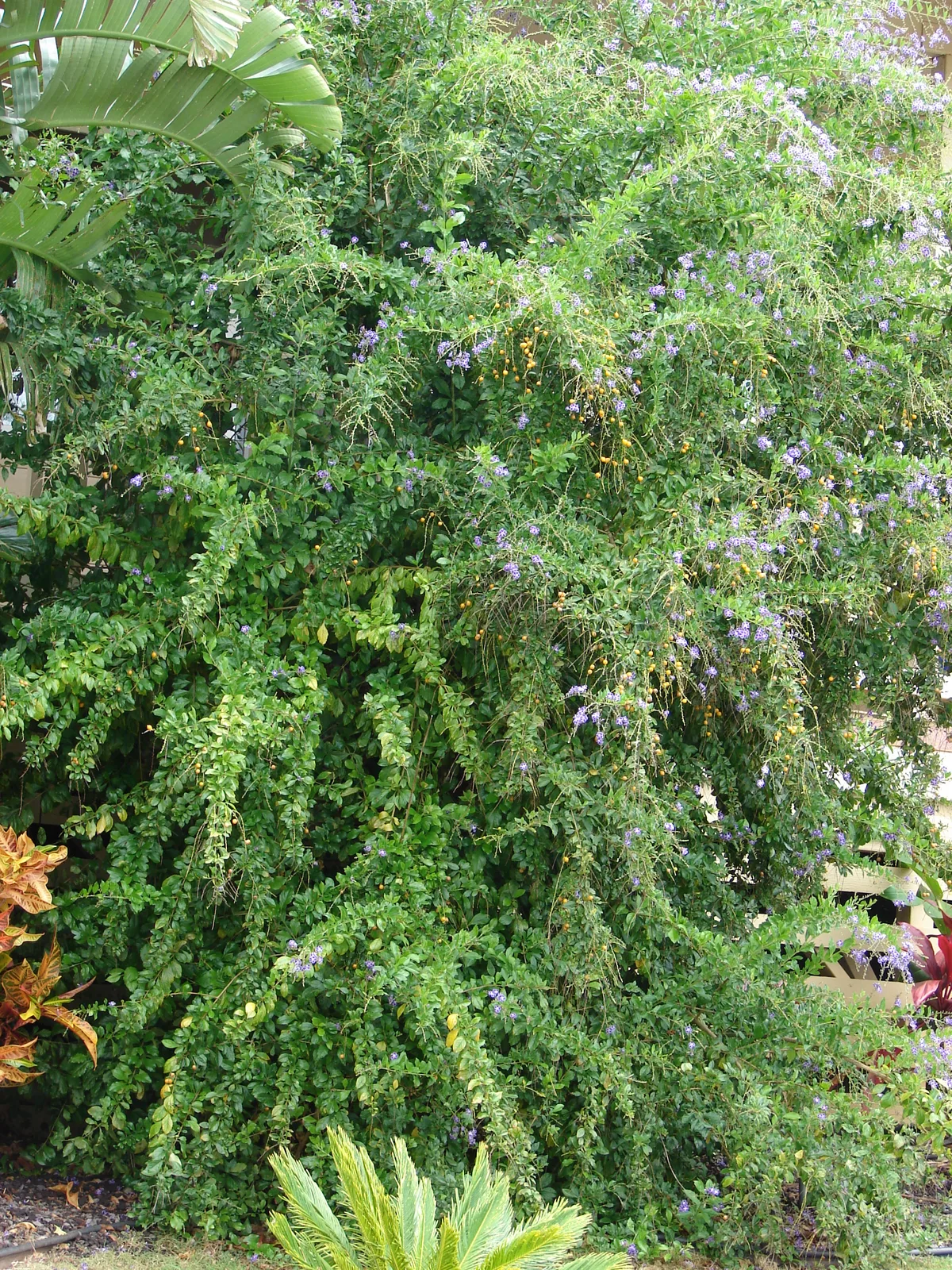 Golden Dewdrop (Duranta erecta)
