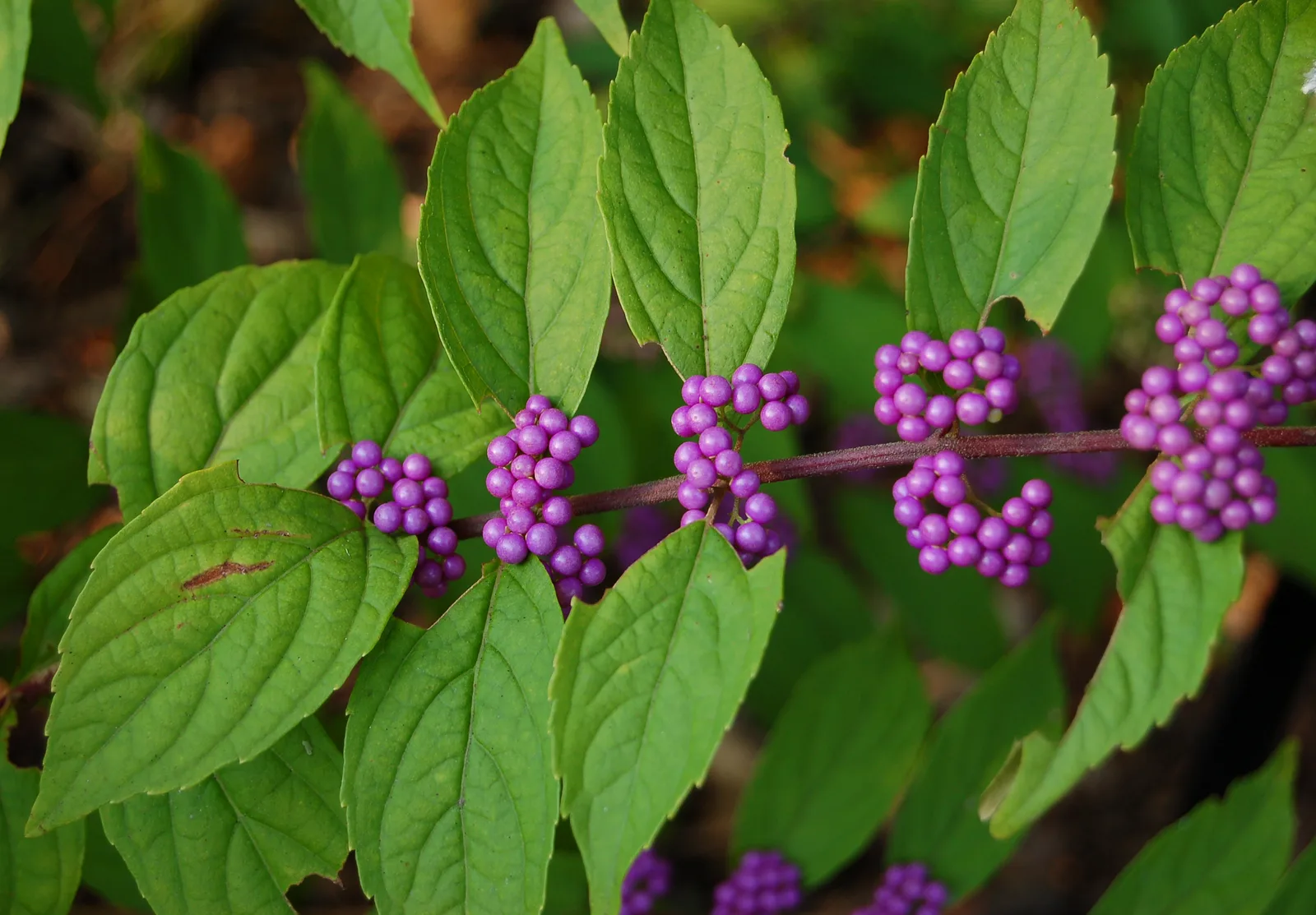 Purple Beautyberry
