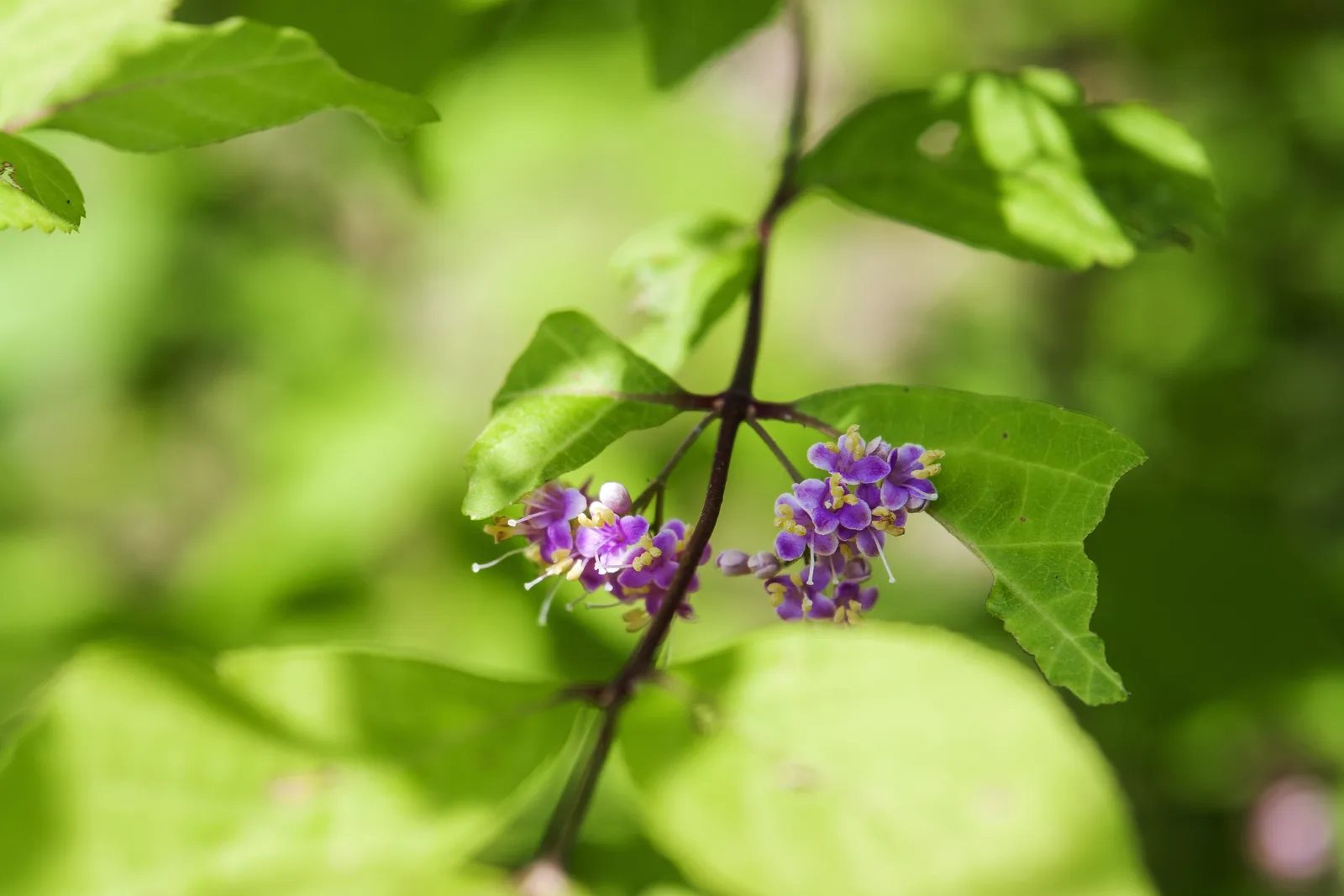 Japanese Beautyberry