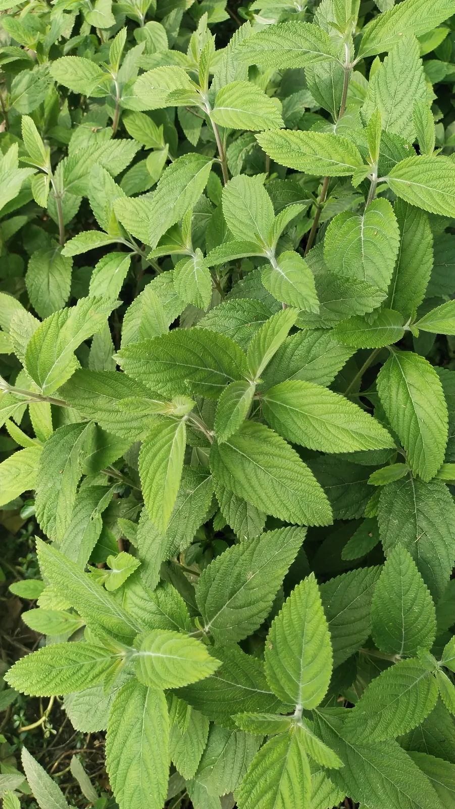 Bushy Lippia (Lippia alba)
