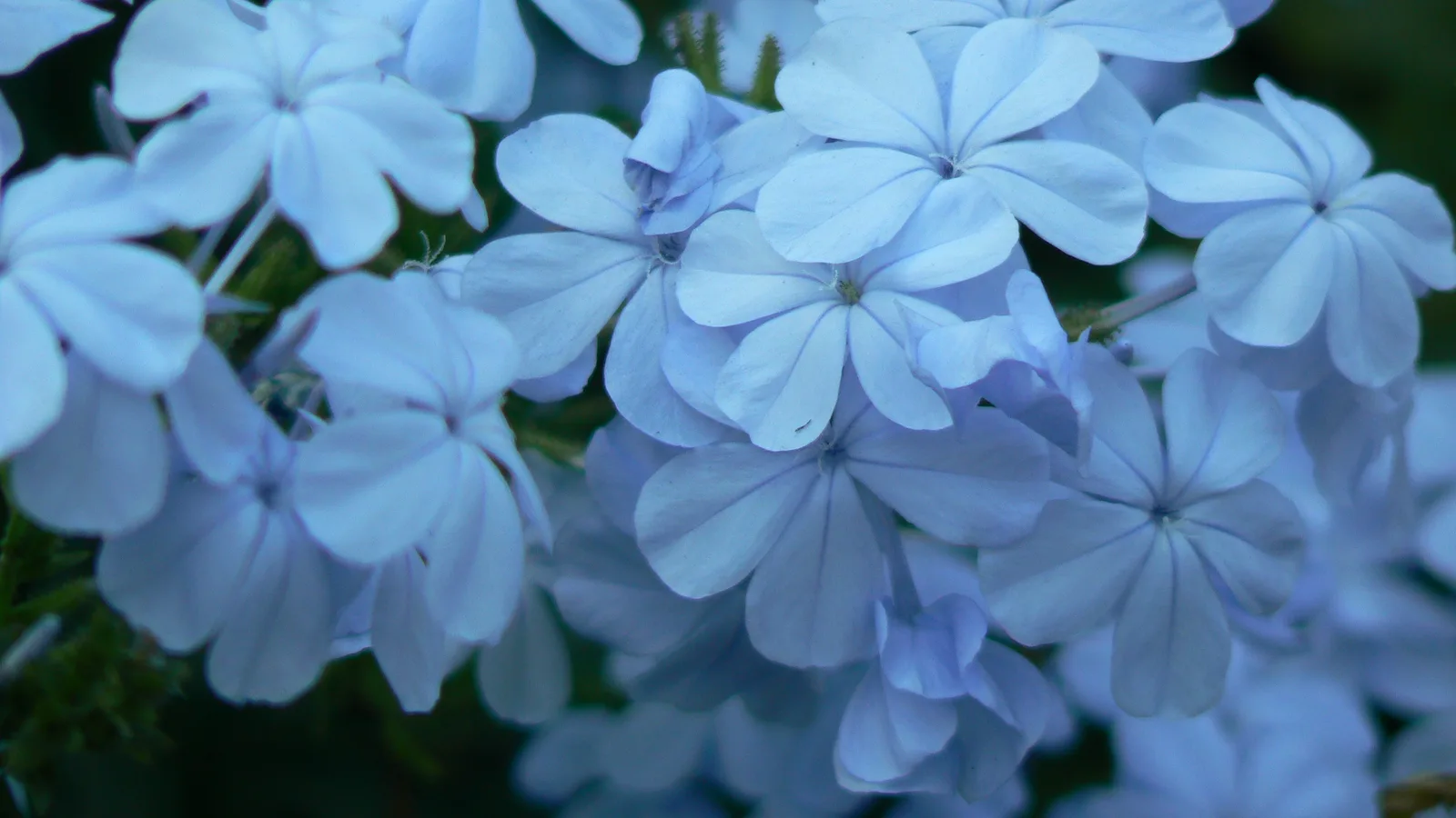 Cape Leadwort