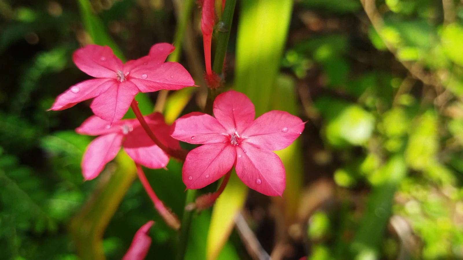 Scarlet Leadwort