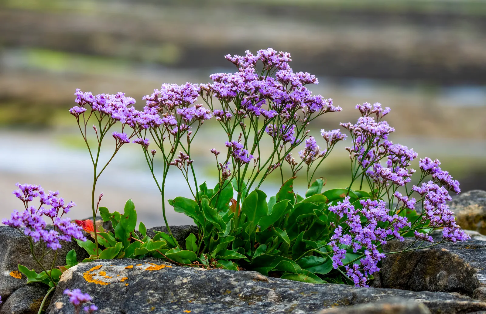 Sea Lavender (Limonium vulgare)