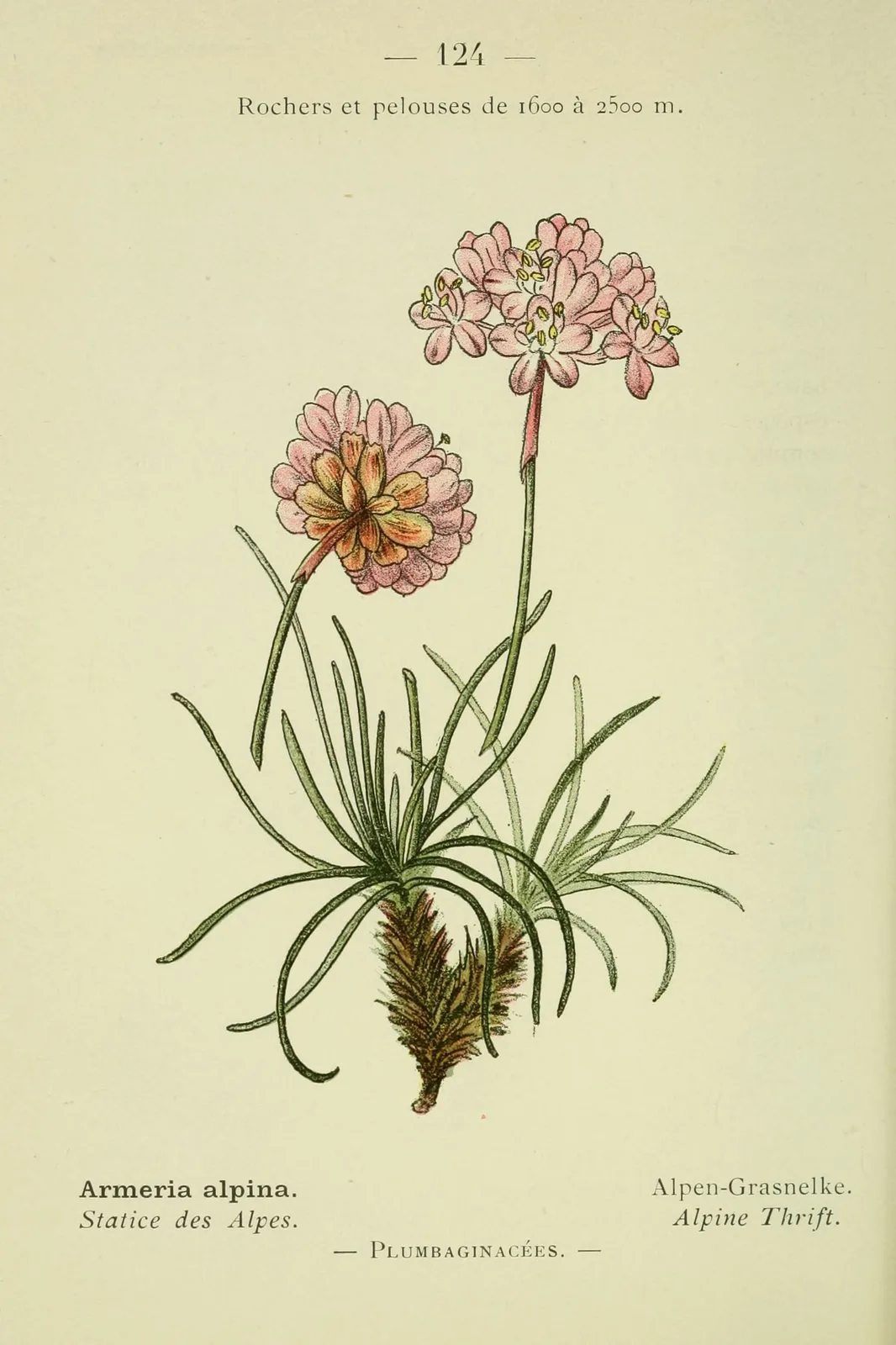 Alpine Thrift (Armeria alpina)