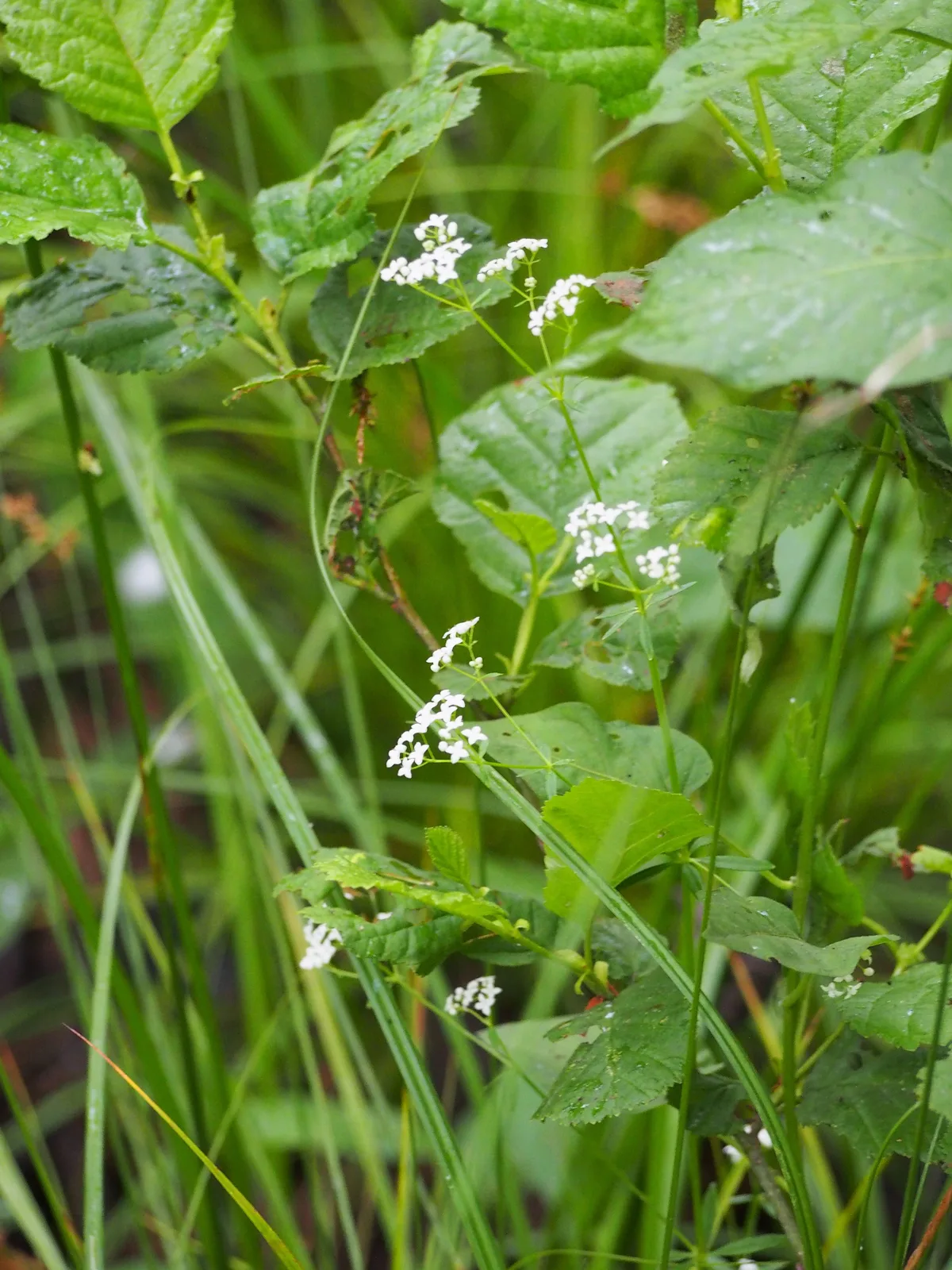 Marsh Bedstraw (Galium palustre)