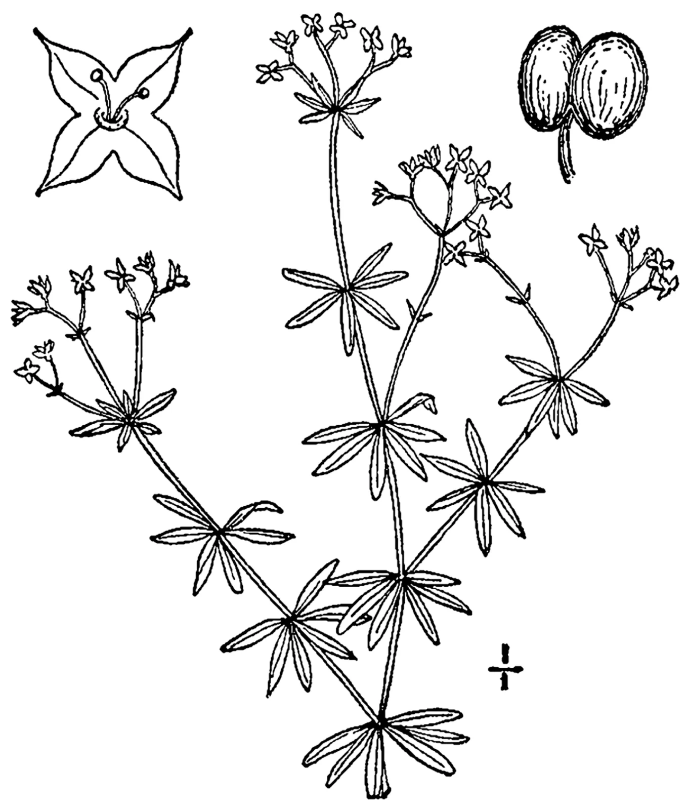 Shining Bedstraw (Galium concinnum)