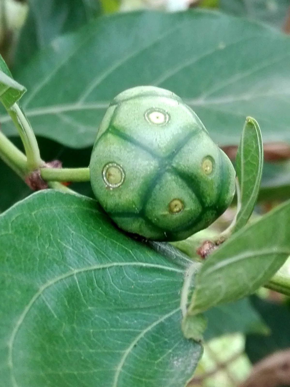 Indian Mulberry (Morinda pubescens)