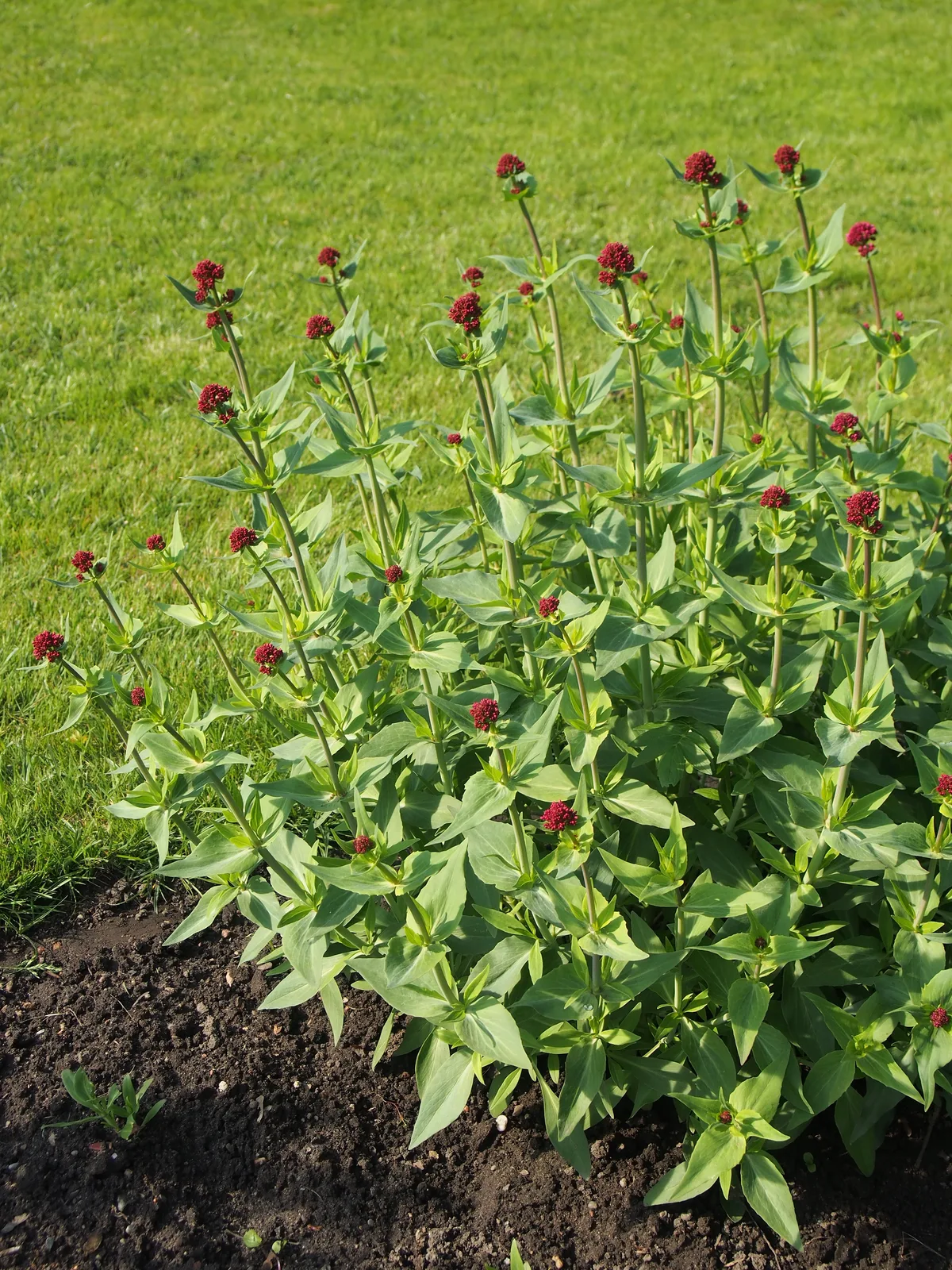 Red Valerian