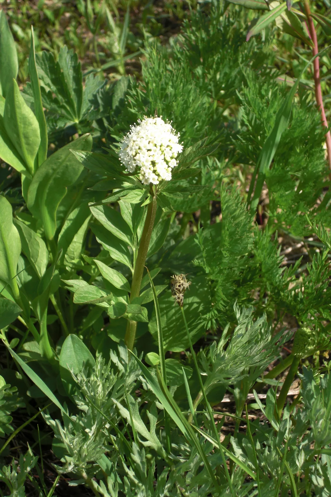 Western Valerian (Valeriana occidentalis)
