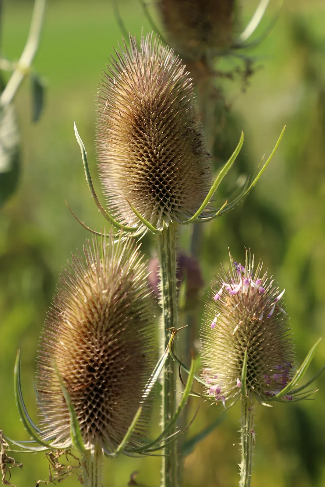 Teasel (Dipsacus fullonum)