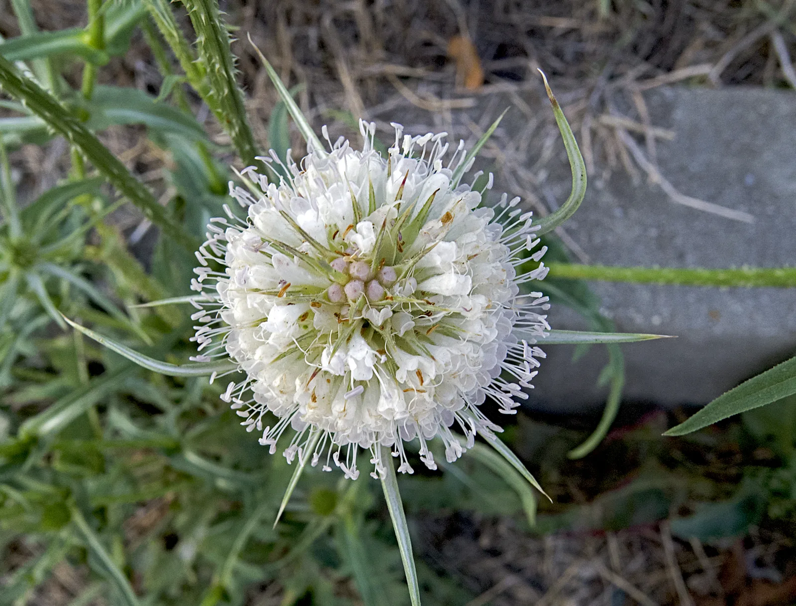 Cutleaf Teasel
