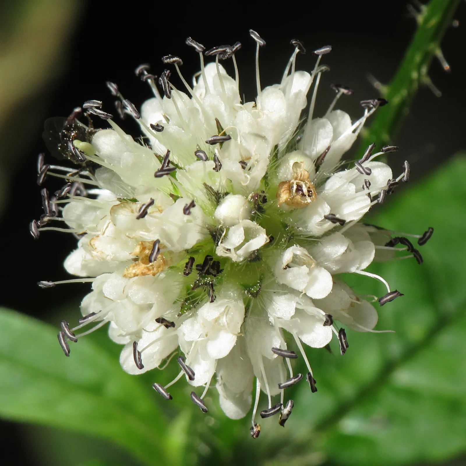 Small Teasel
