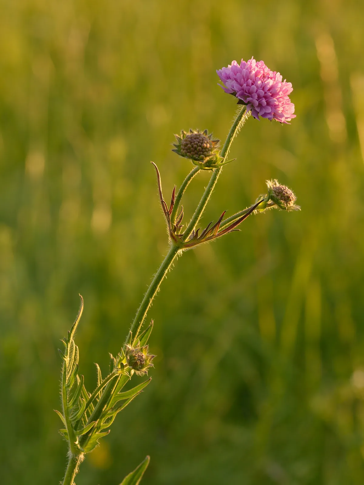 Field Scabious