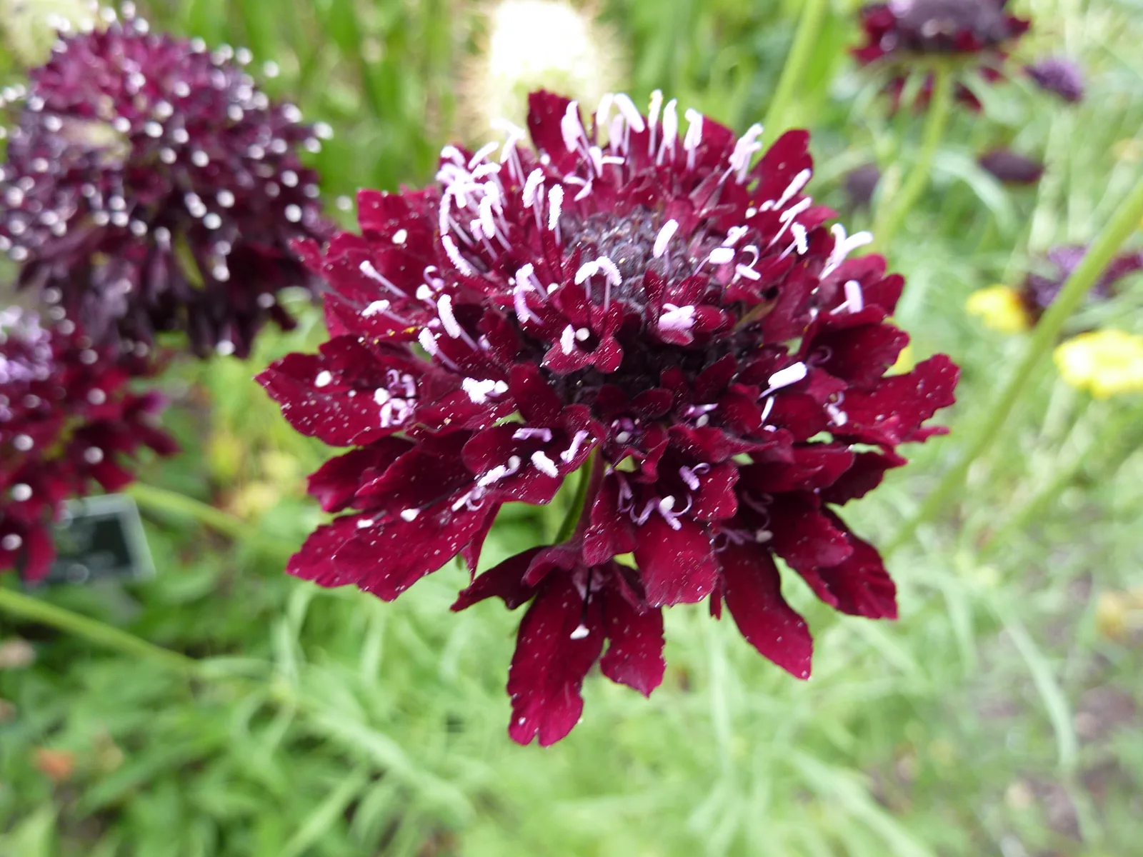 Sweet Scabious