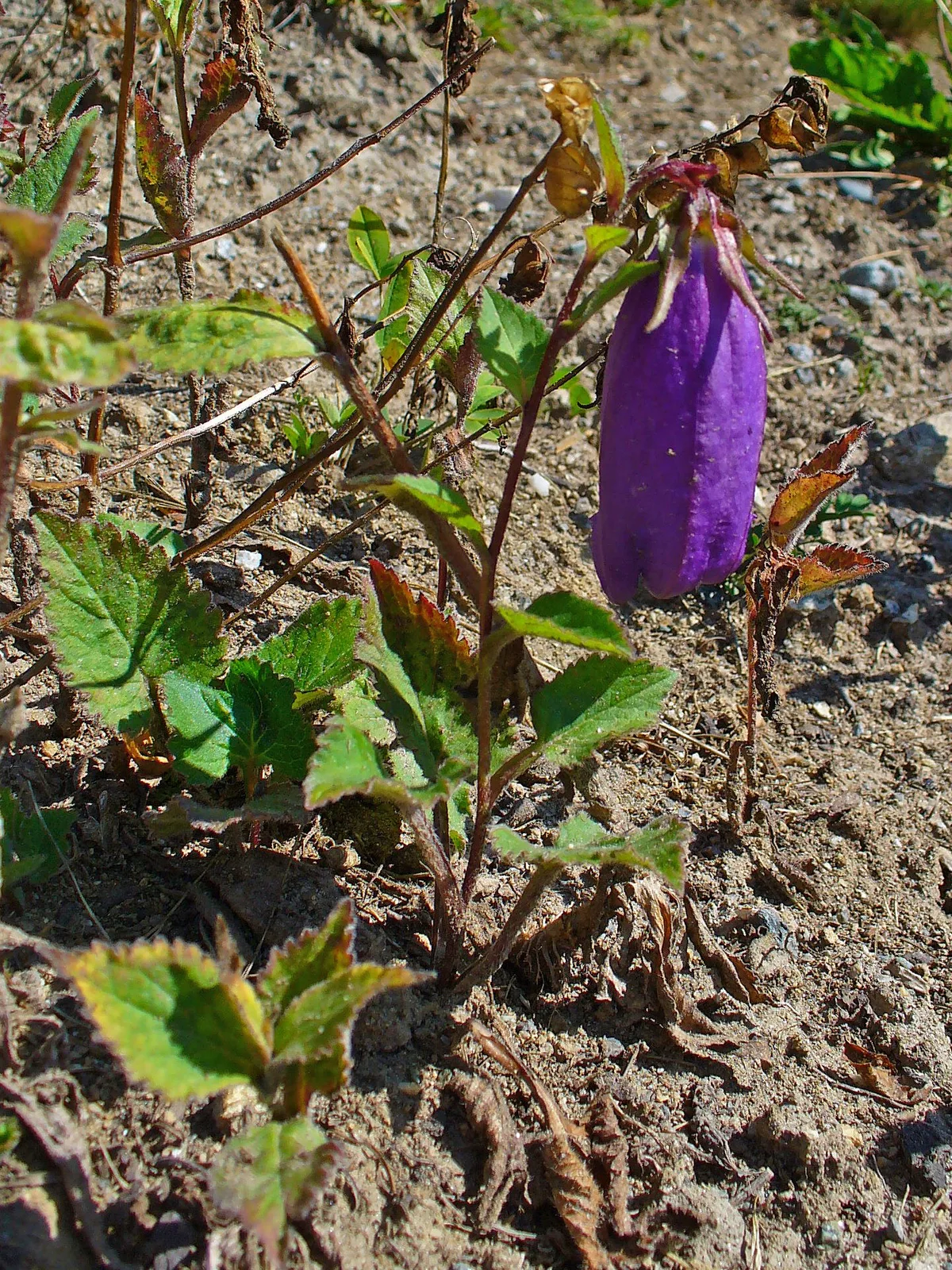 Spotted Bellflower